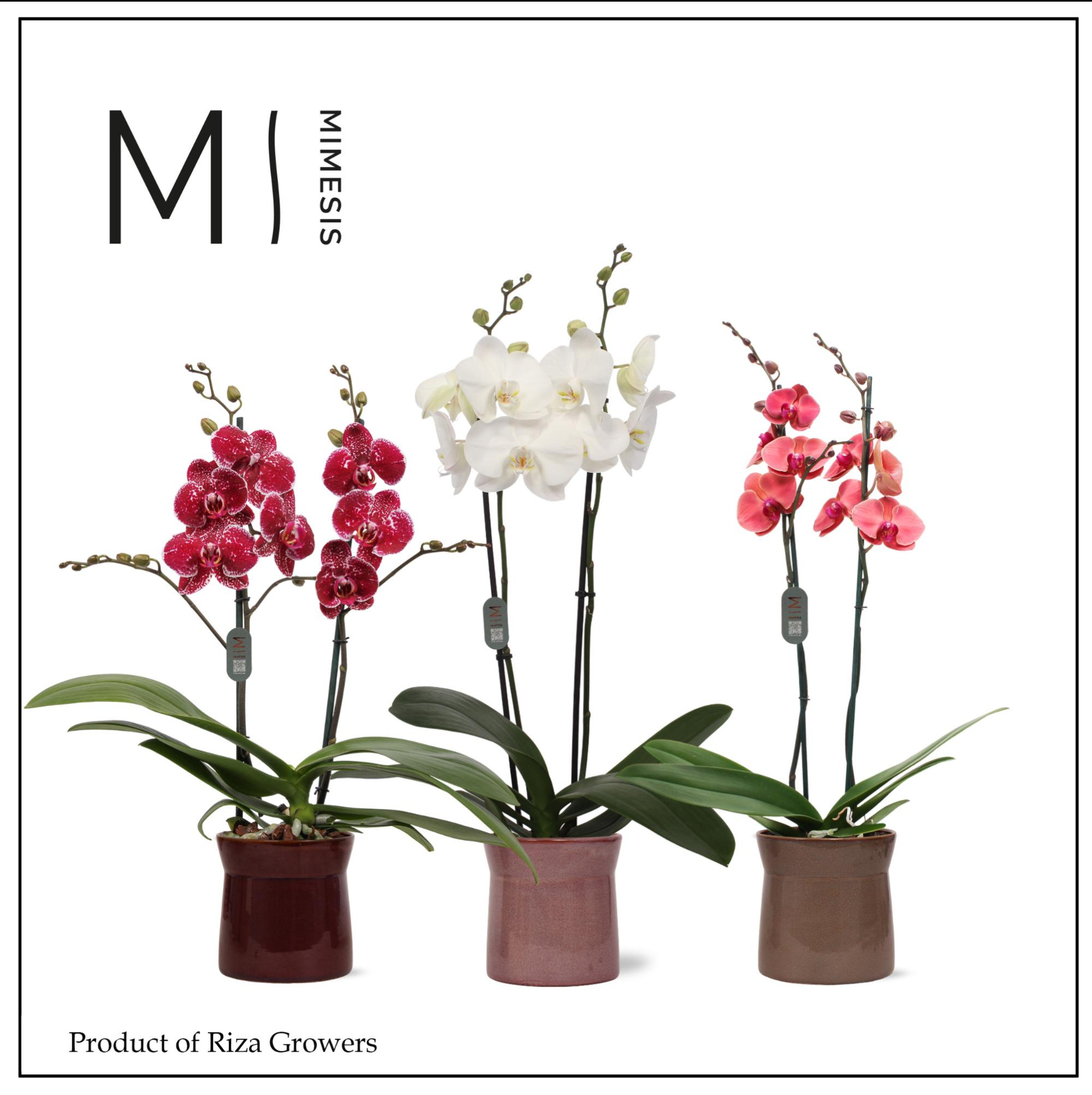 Mimesis Phal. Mix - 2 spike 12cm in Elise Mix Ceramic, D 12 cm