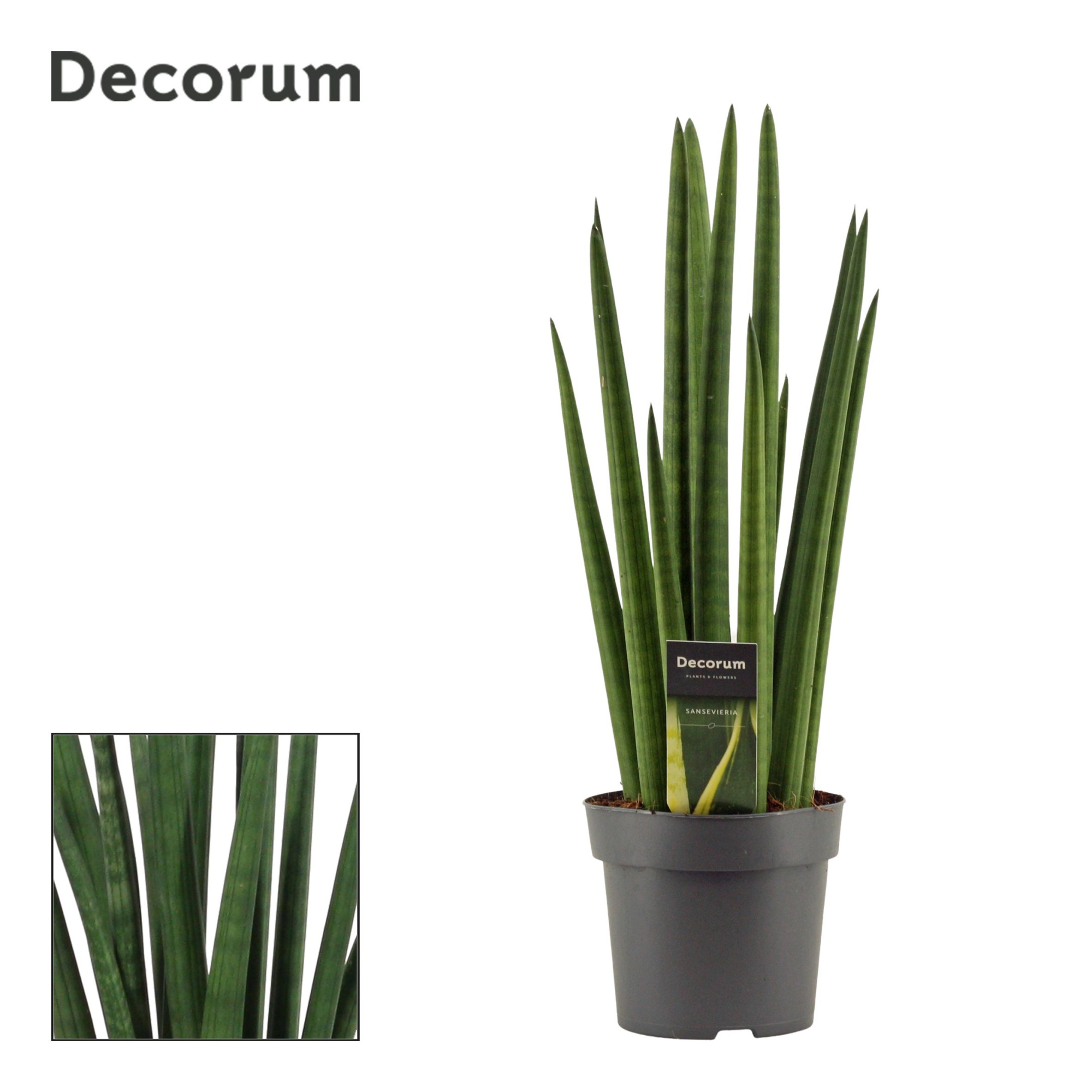 Sansevieria Cylindrica 14 cm Rocket (Decorum), D 14