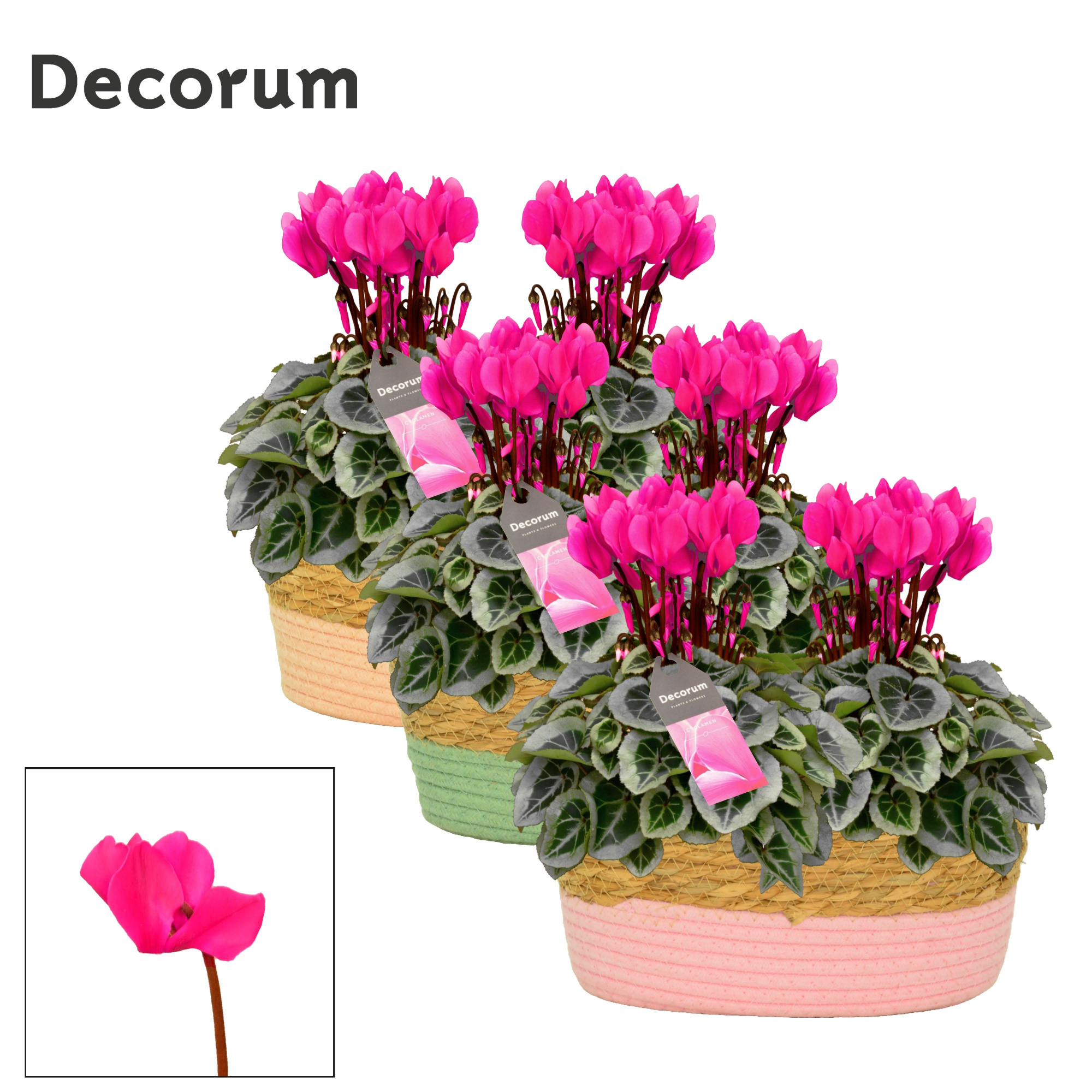 Cyclamen SS Picasso Roze Fieldbasket Decorum, D 27 cm