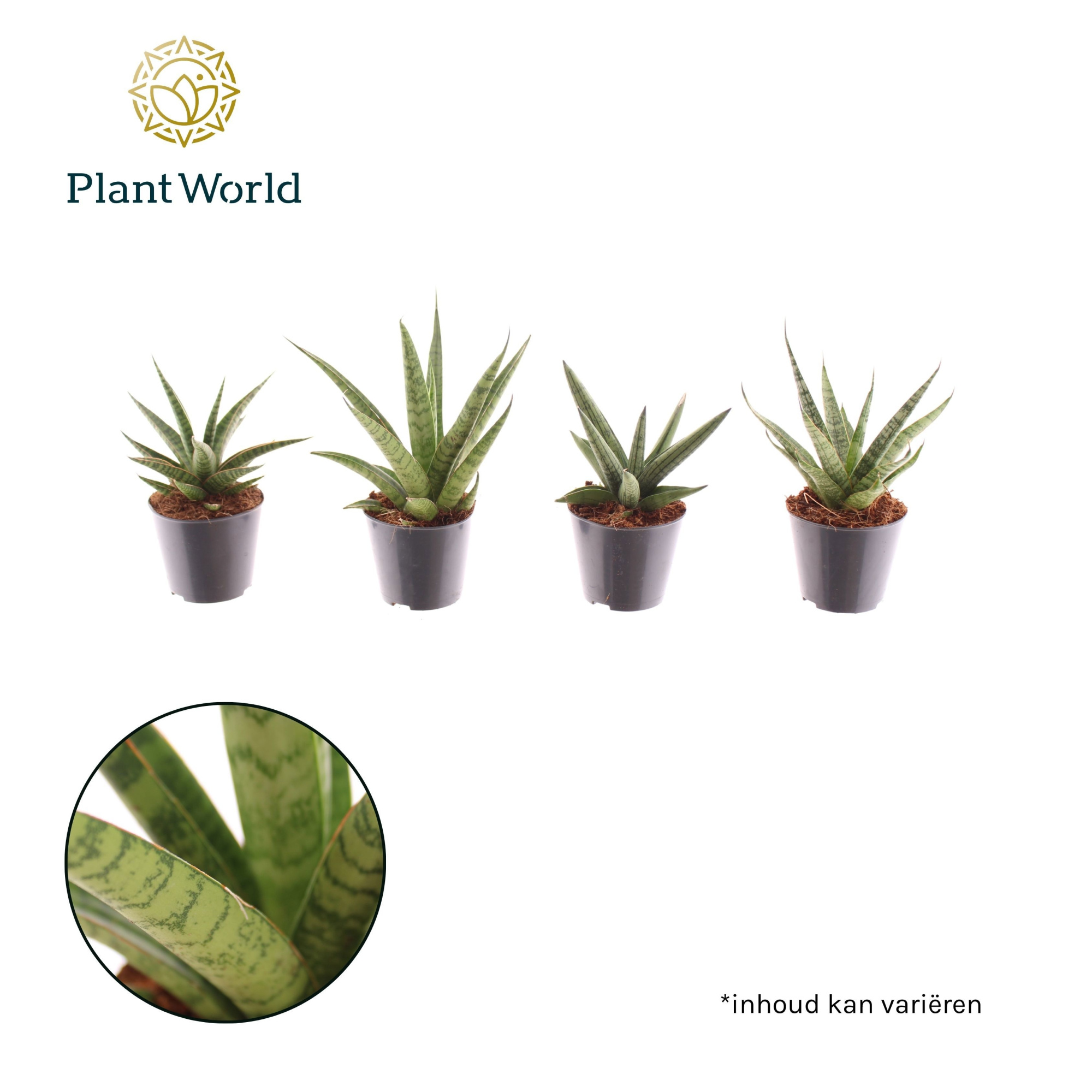 Sansevieria mix Gobi P8,5, D 8,5