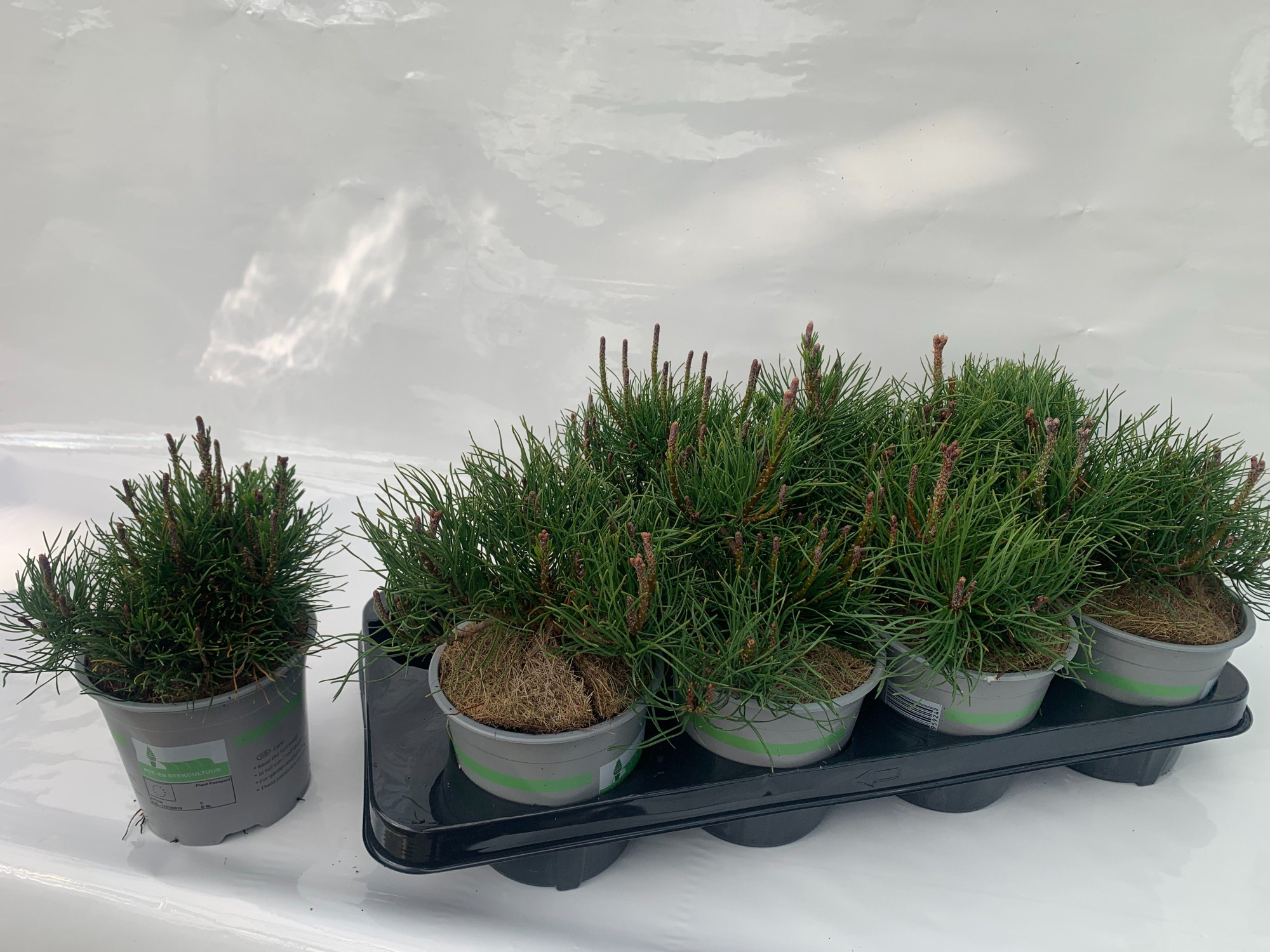 Pinus mugo var pumilio, D 13