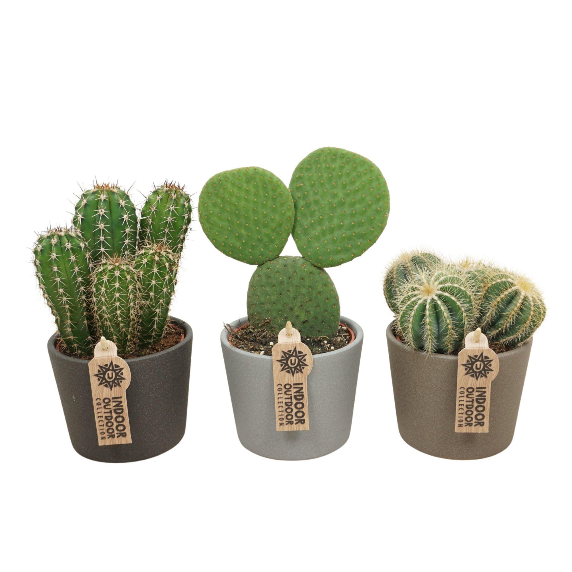 Cactus mix in 12 cm keramiek (3 assorti), D 10,5
