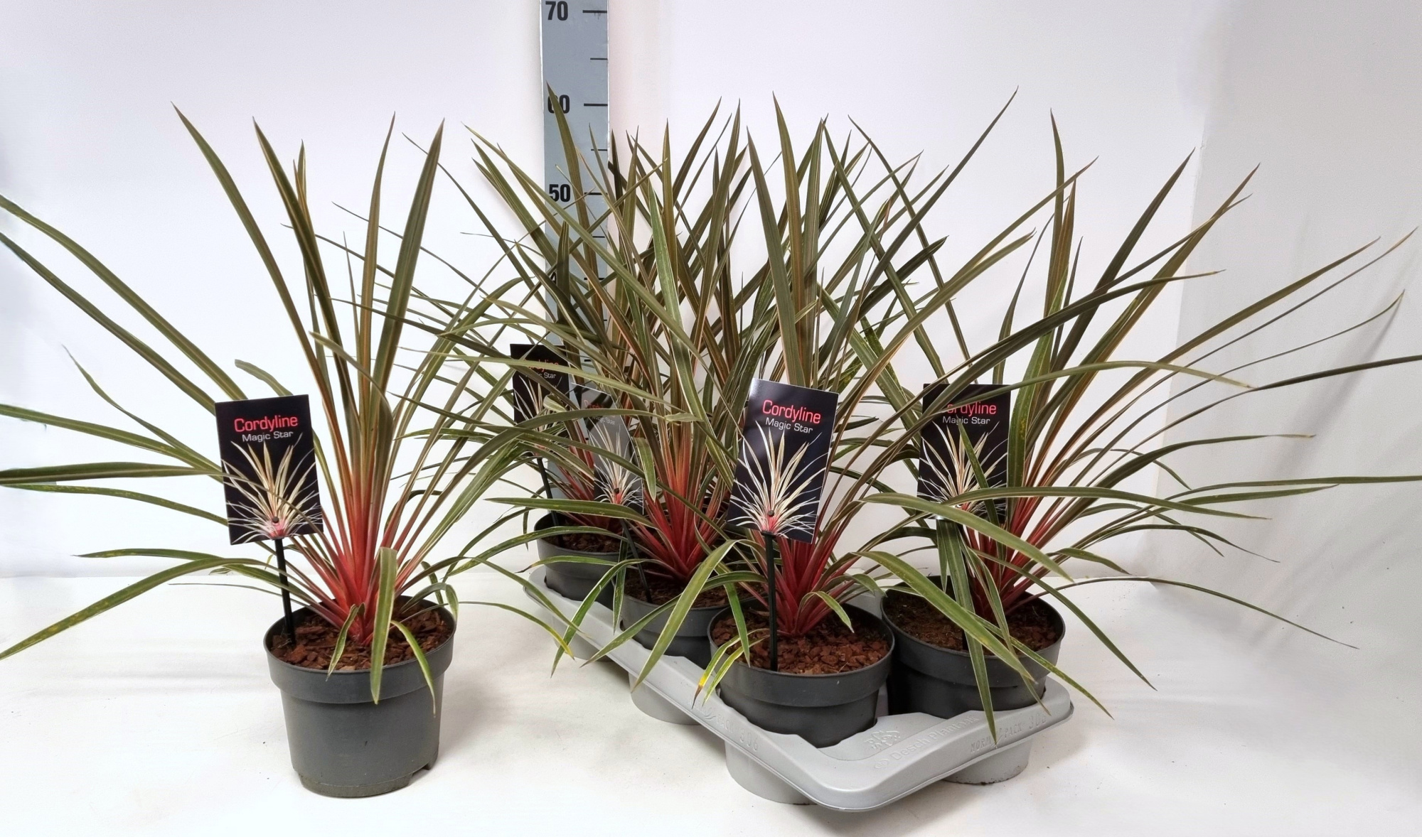 Cordyline australis 'Magic Star' P17, D 17