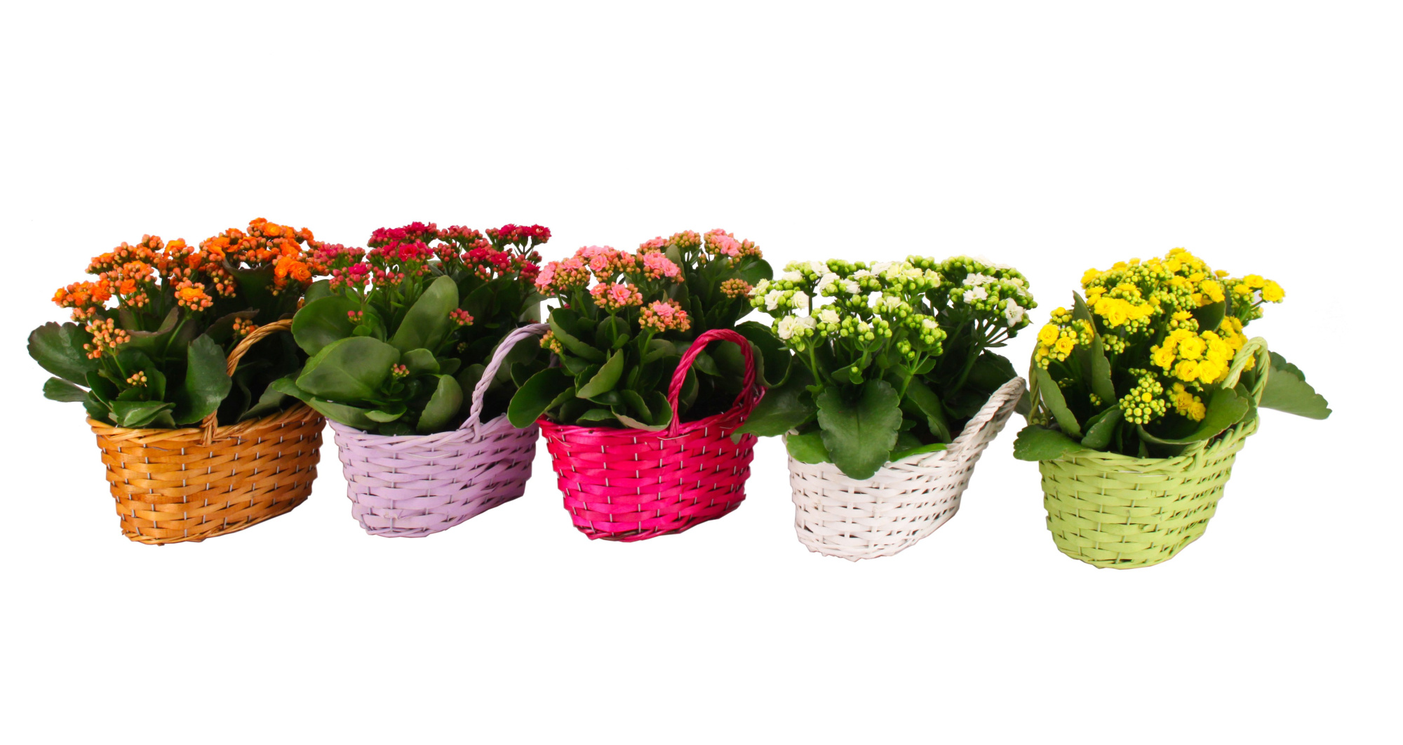 Calandiva Duomand Mix in Blanco hoes, D 24 cm