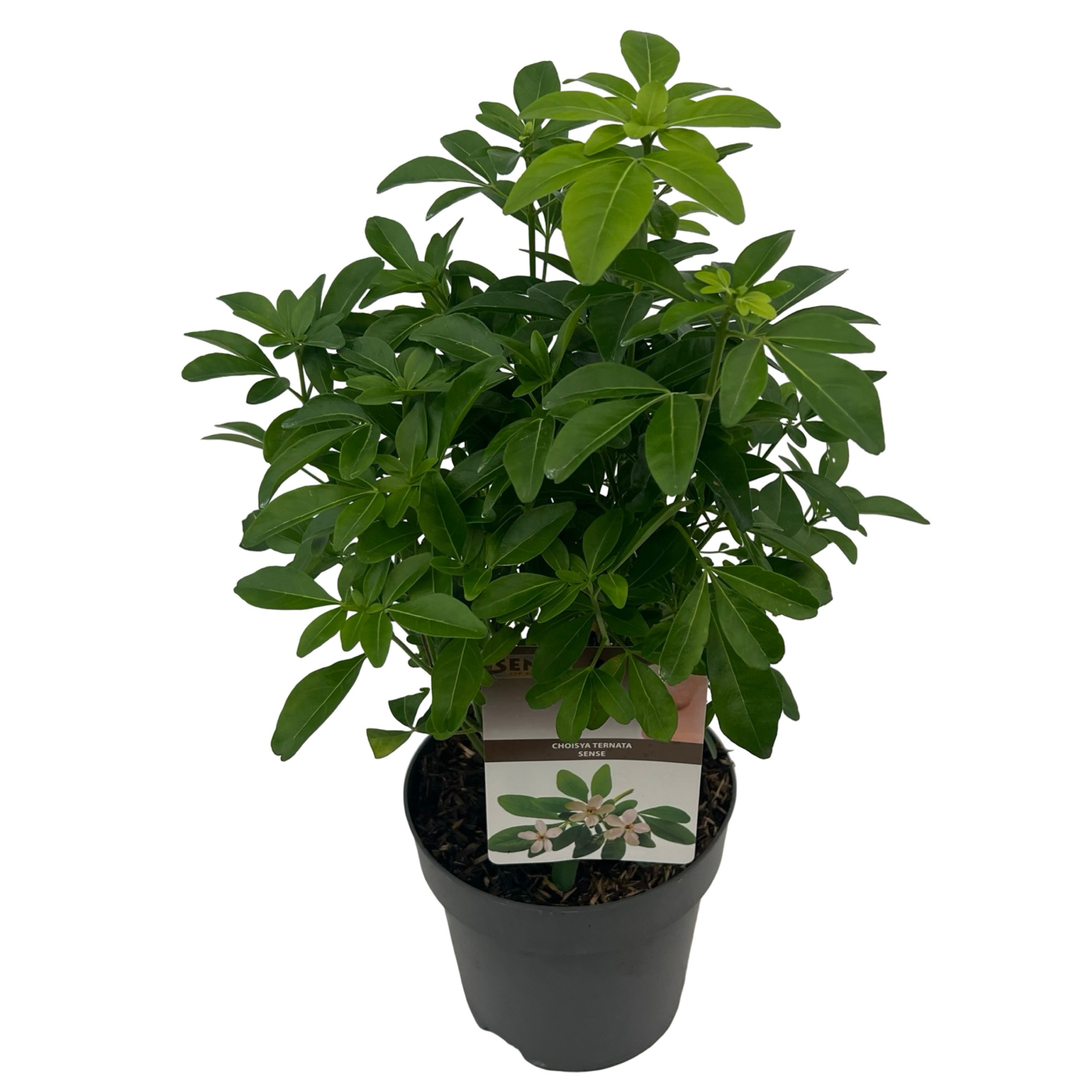 Choisya ternata sense, D 17