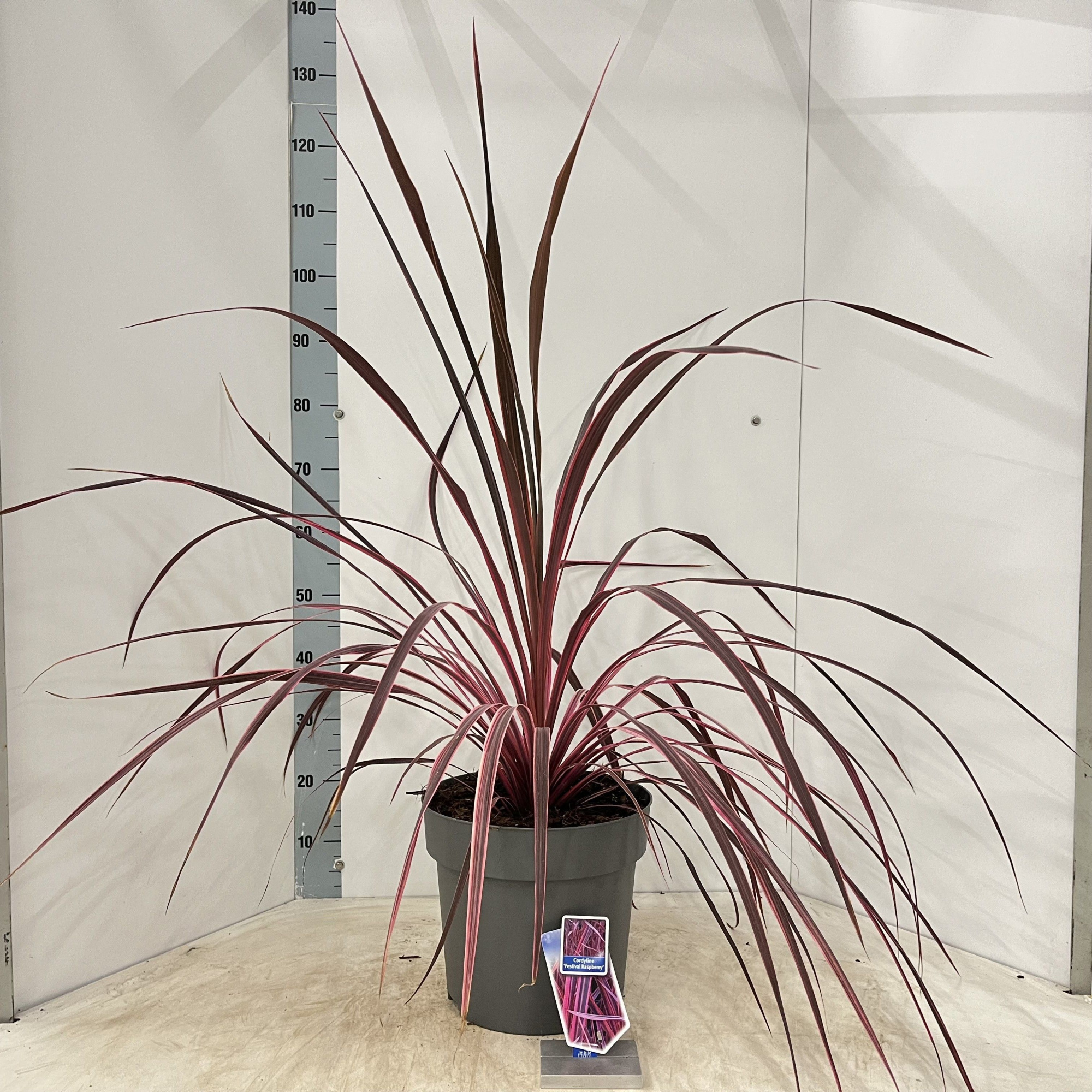 Cordyline Festival® Raspberry ('CorBzr01'PBR), D 32