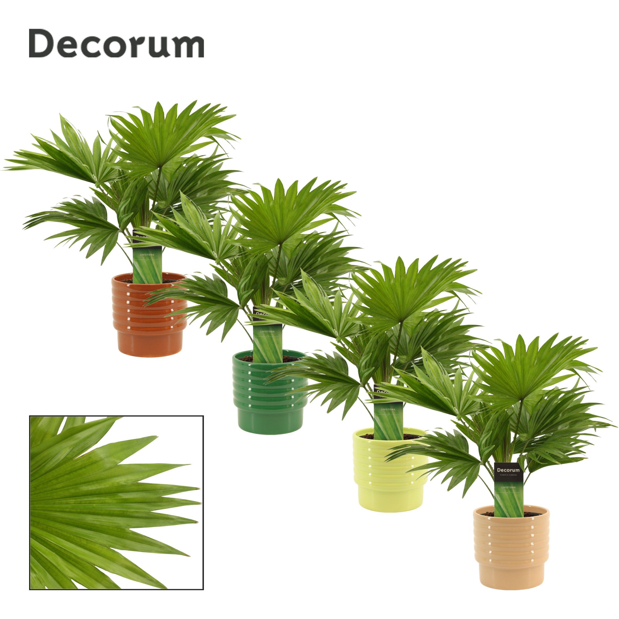 Livistona Rotundifolia 12 cm in Naemi (Natural bubble-collection, D 12