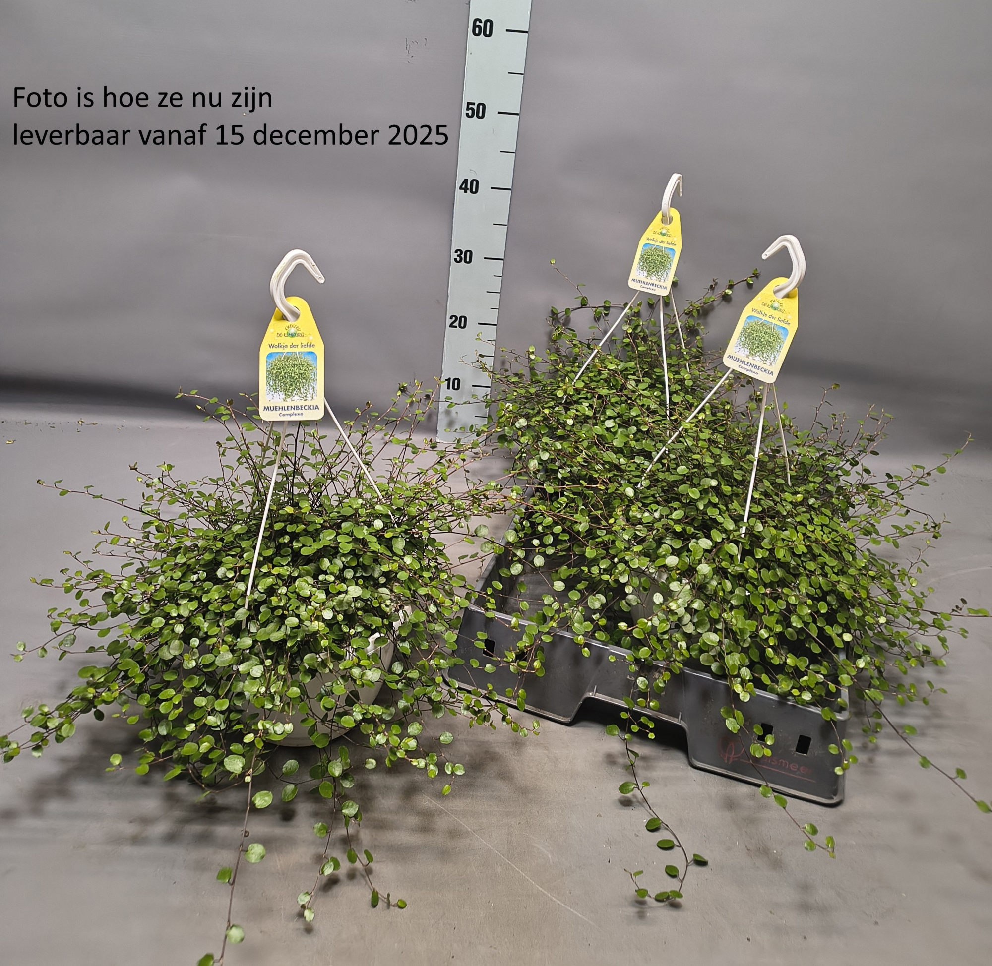 Muehlenbeckia WOLKJE DER LIEFDE, D 22