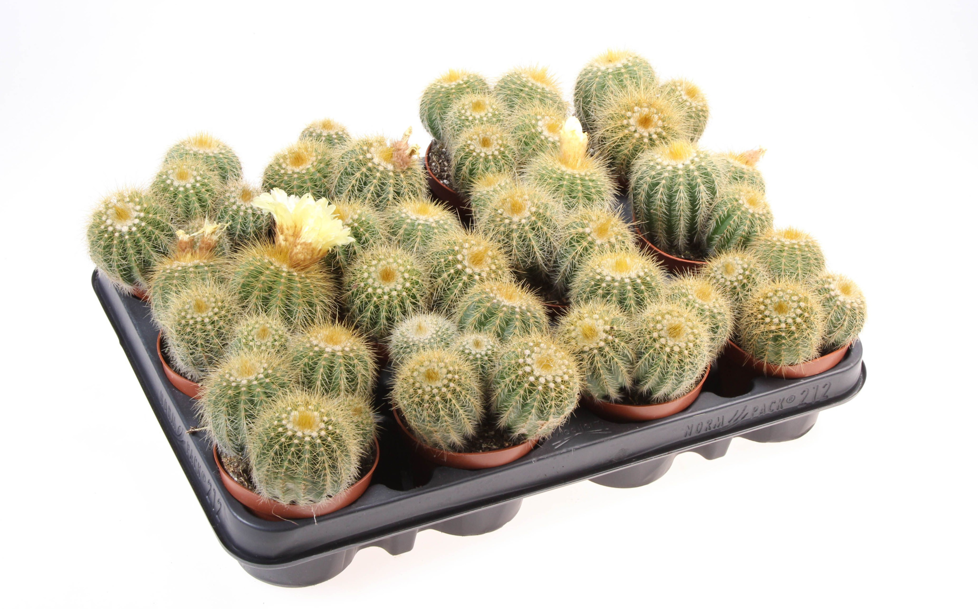 Notocactus magnificus, D 8,5 cm