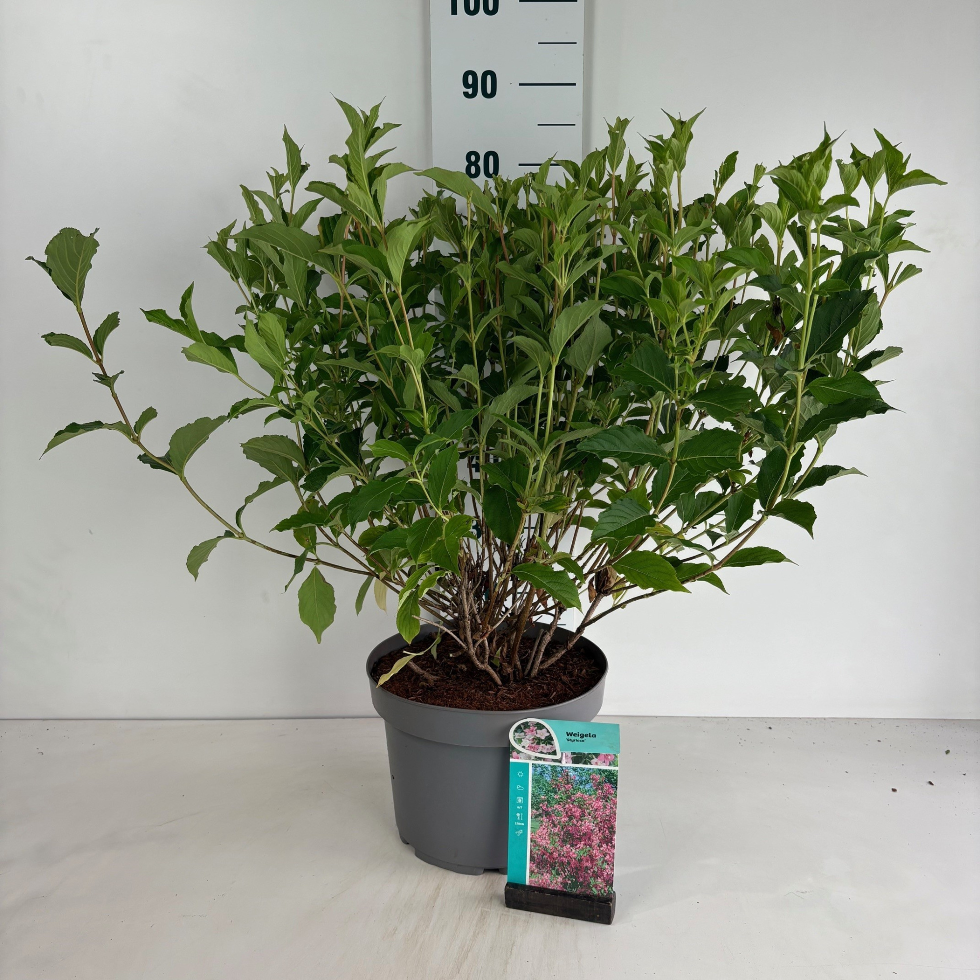 Weigela Styriaca, D 29 cm