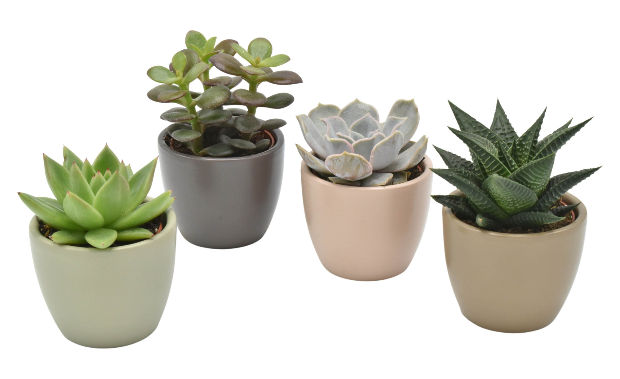 Succulent in Dana Amigo mix ceramics, D 7 cm