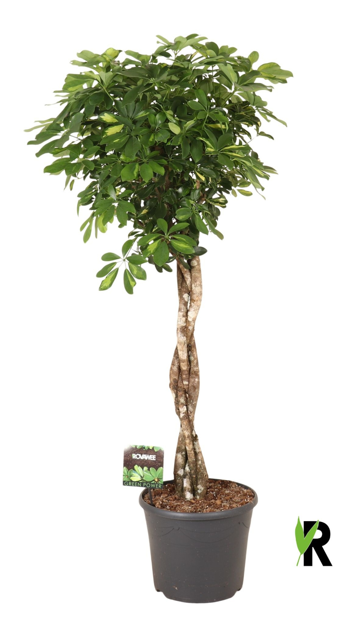 Schefflera arb. Gold Capella melted braid, D 35 cm