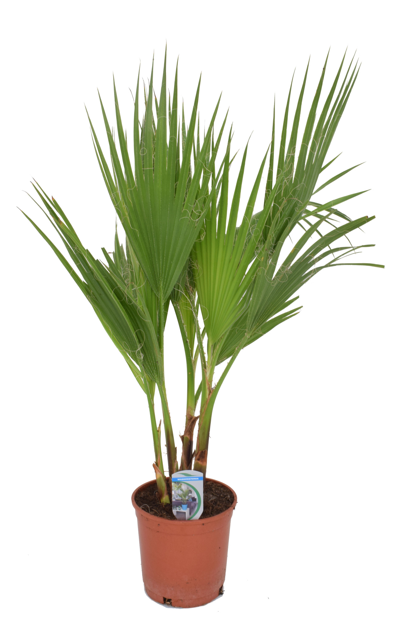 Washingtonia filifera P21, D 21 cm