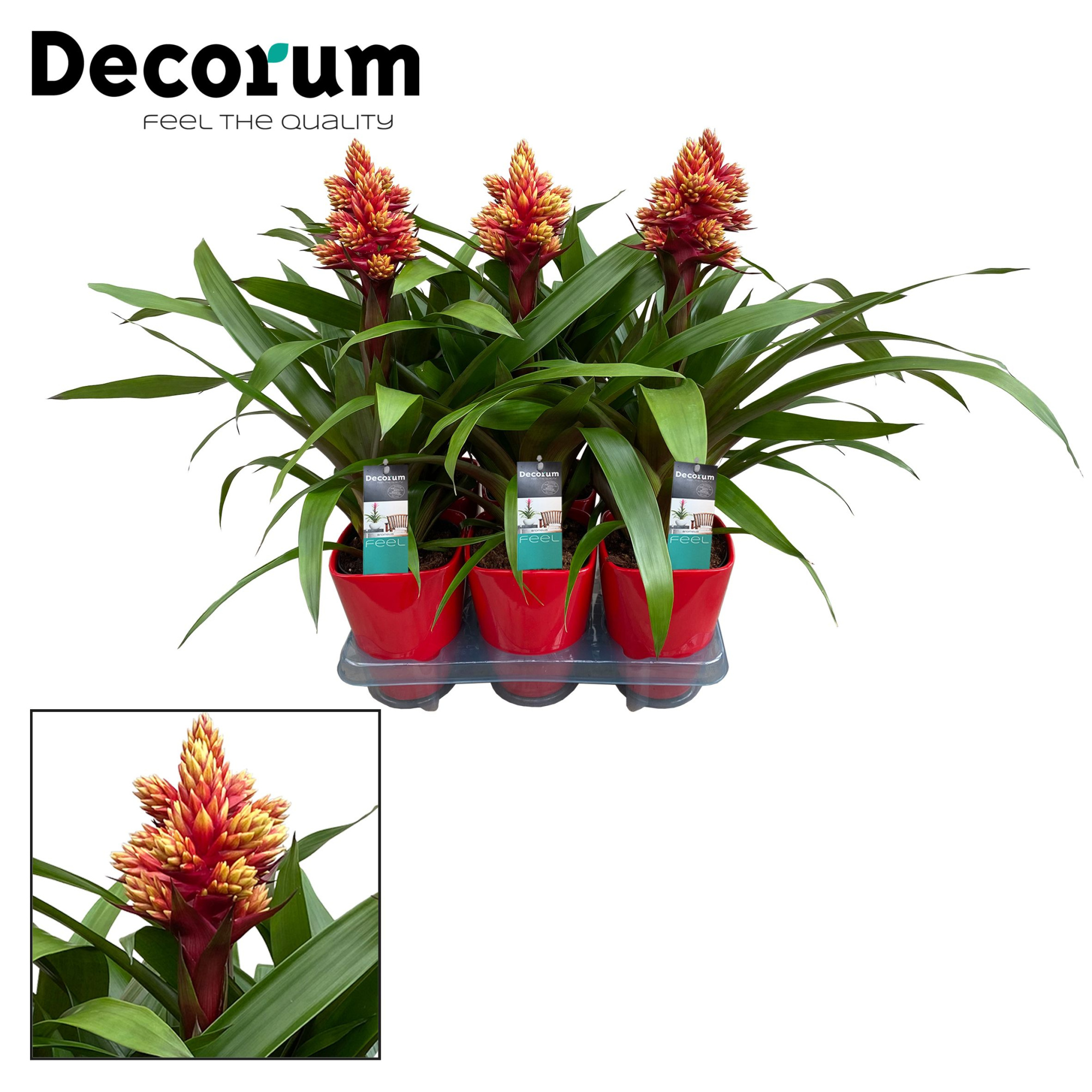 Guzmania Brush Luxe Keramiek (Decorum), D 14 cm