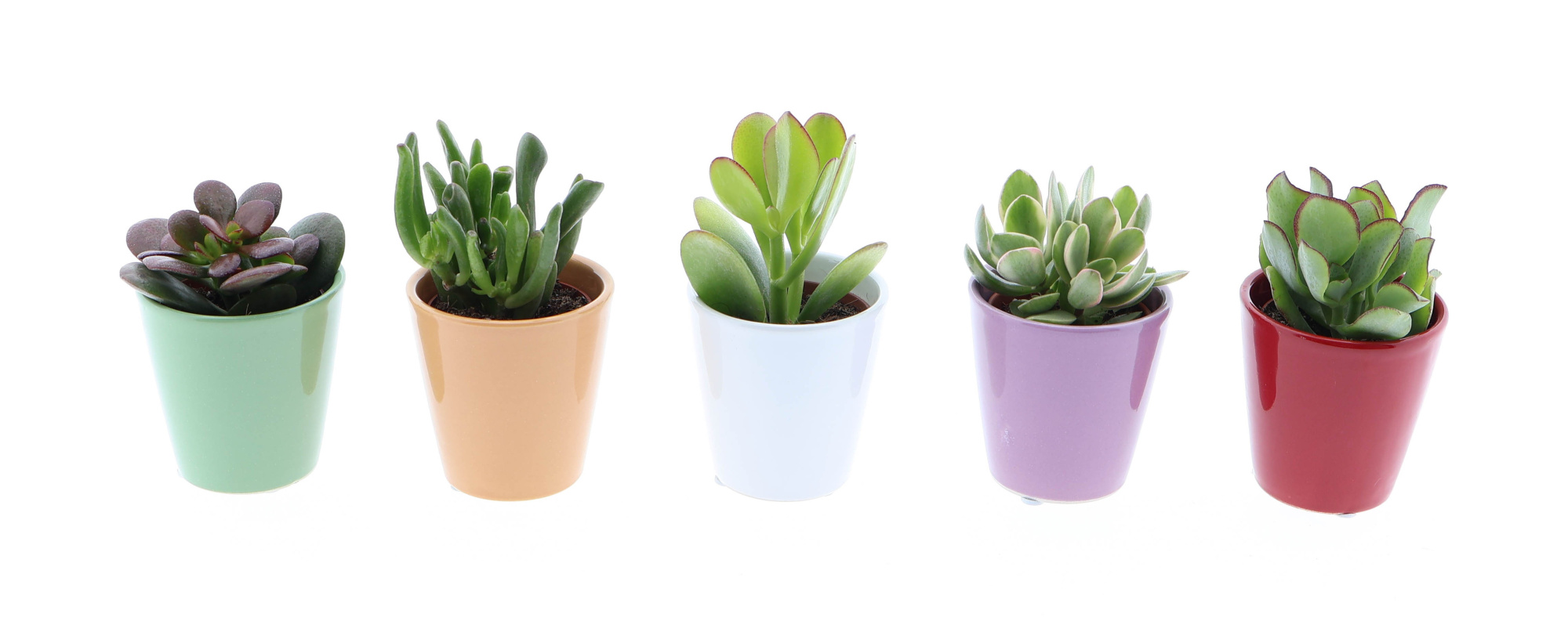 Kleurpot crassula mix, D 5,5 cm