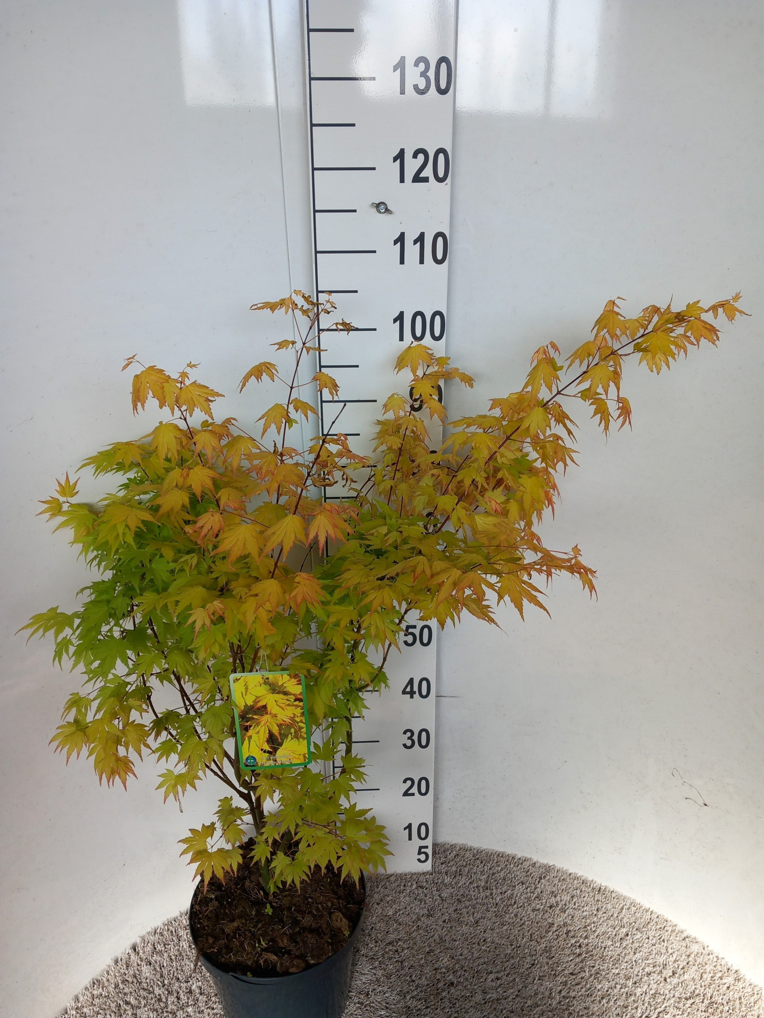 Acer palm. Orange Dream 60-80 P26, D 26 cm