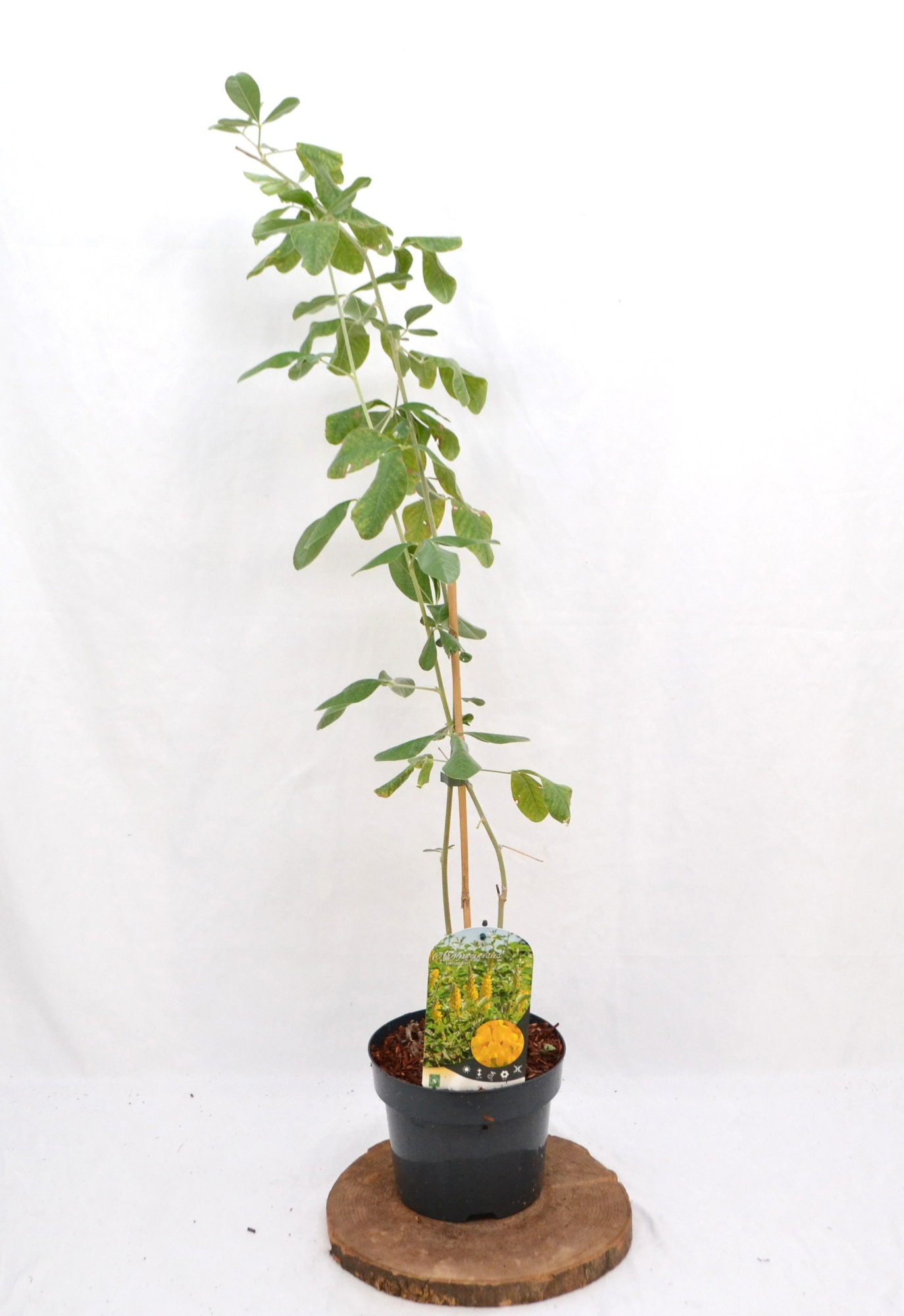 Argyrocytisus battandieri C3, D 19 cm