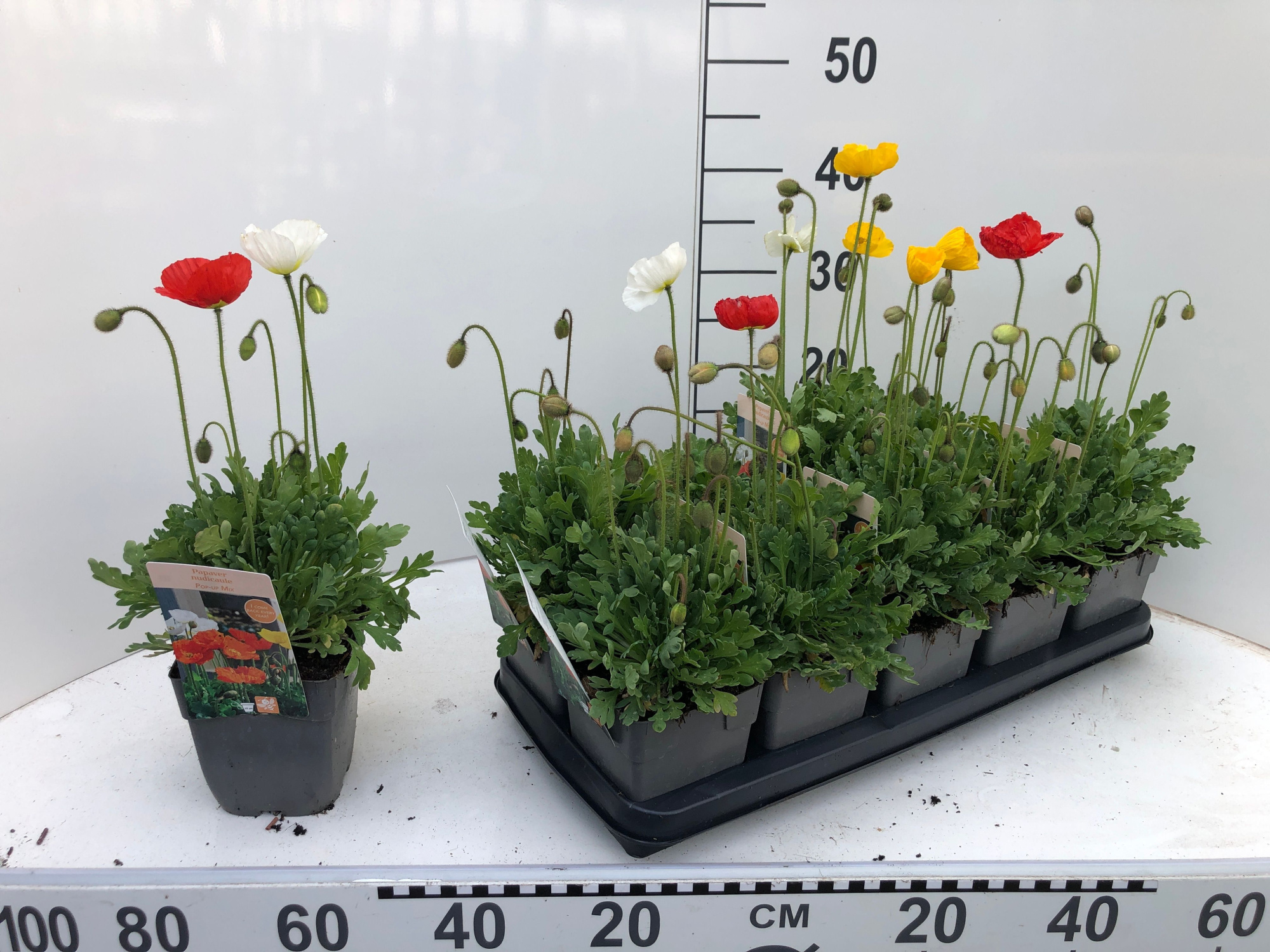 DVDS P13 Papaver nudicaule Different Colors, D 13