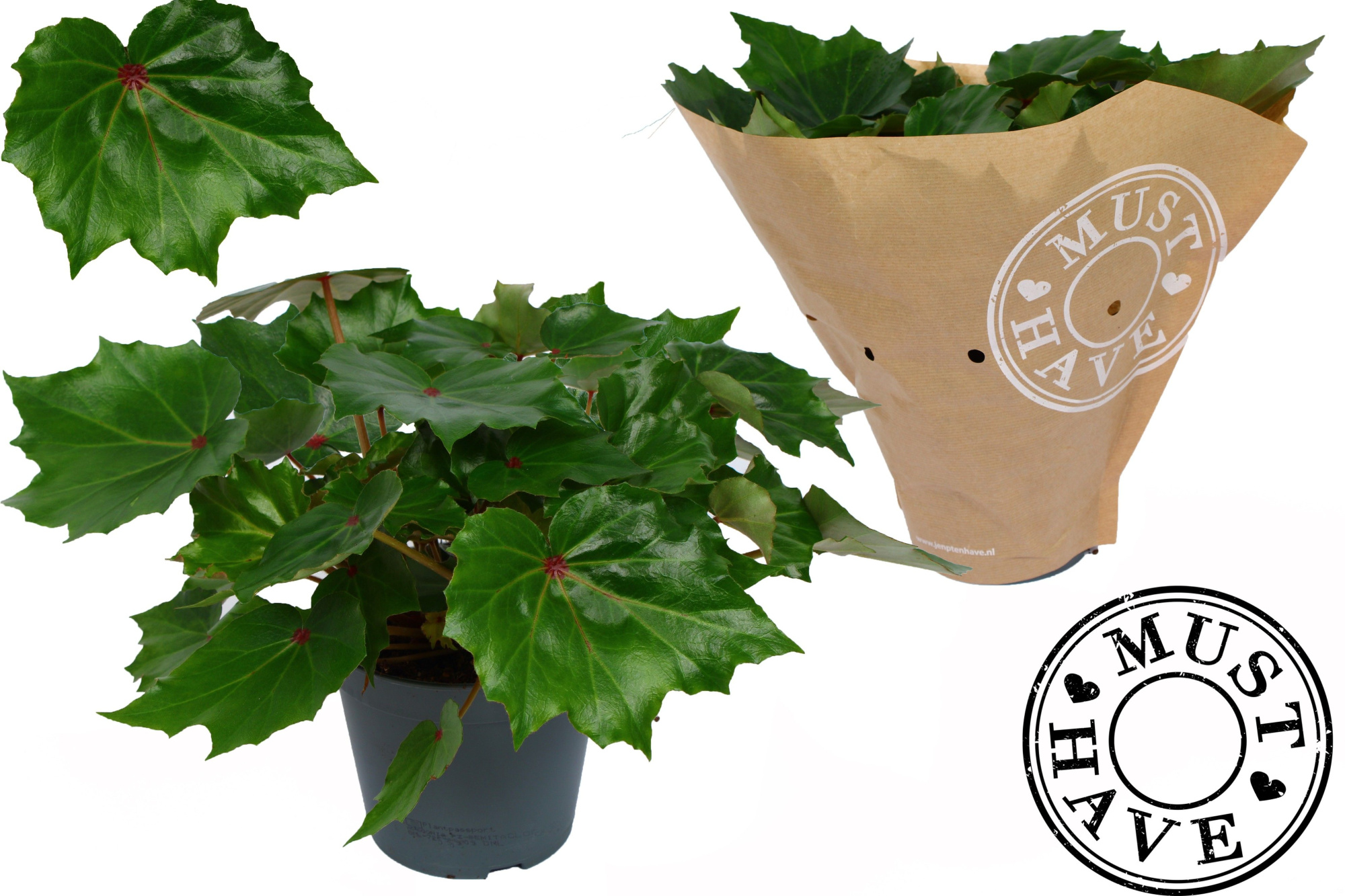 Bladbegonia Rex Rubi Verde MUST HAVE, D 13
