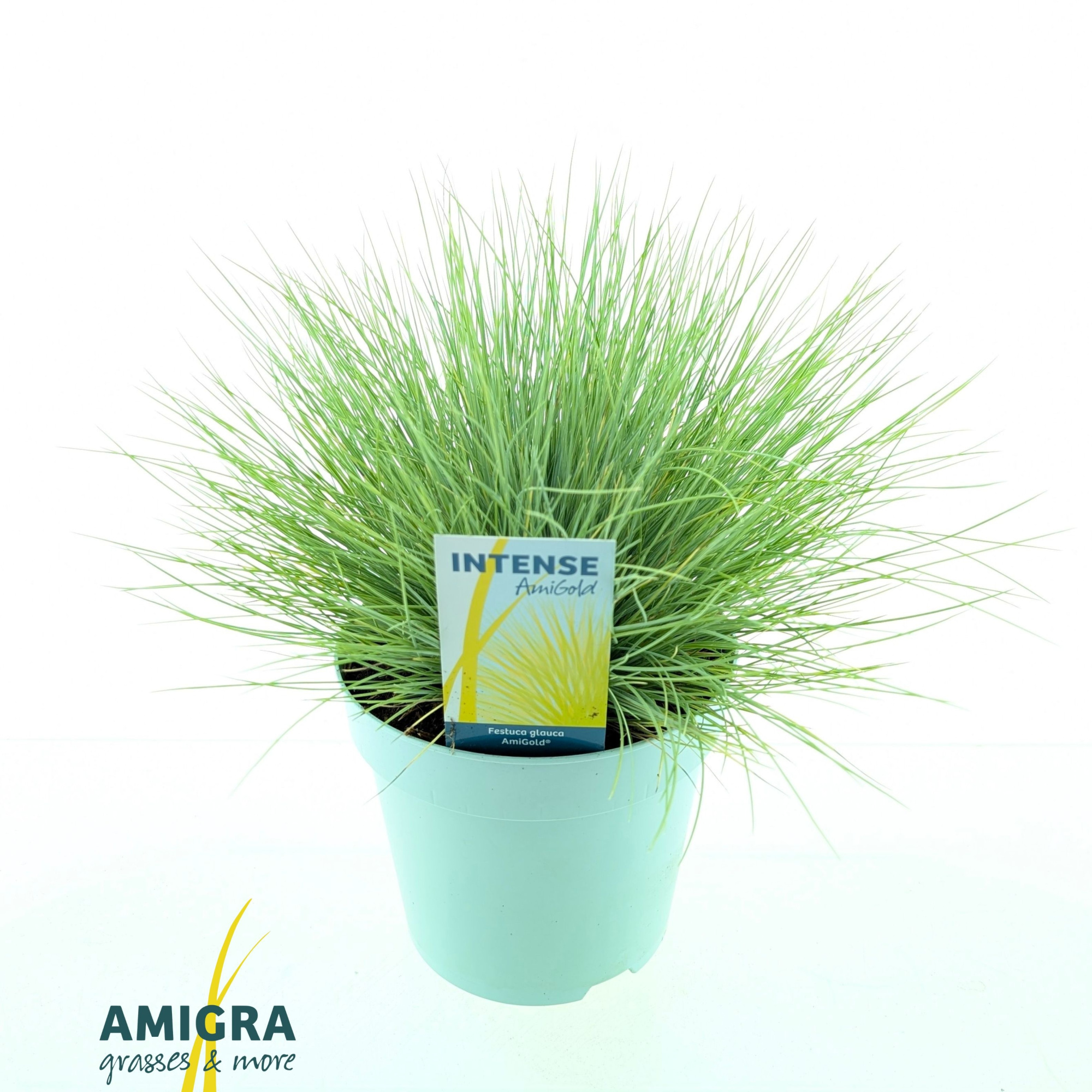 Festuca glauca AmiGold®, D 17