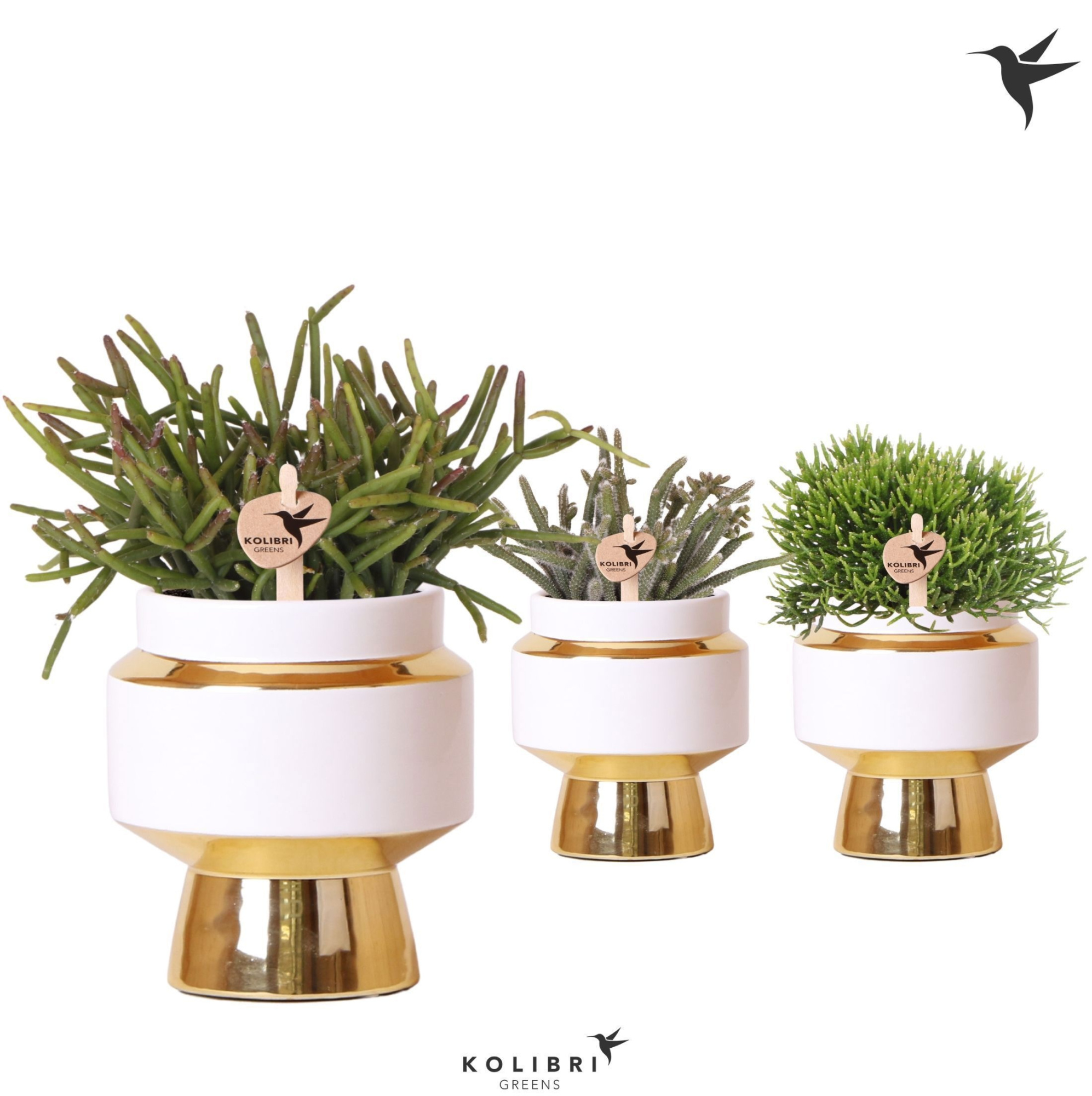 Kolibri Greens Rhipsalis mix in Le Chic pot gold, D 9
