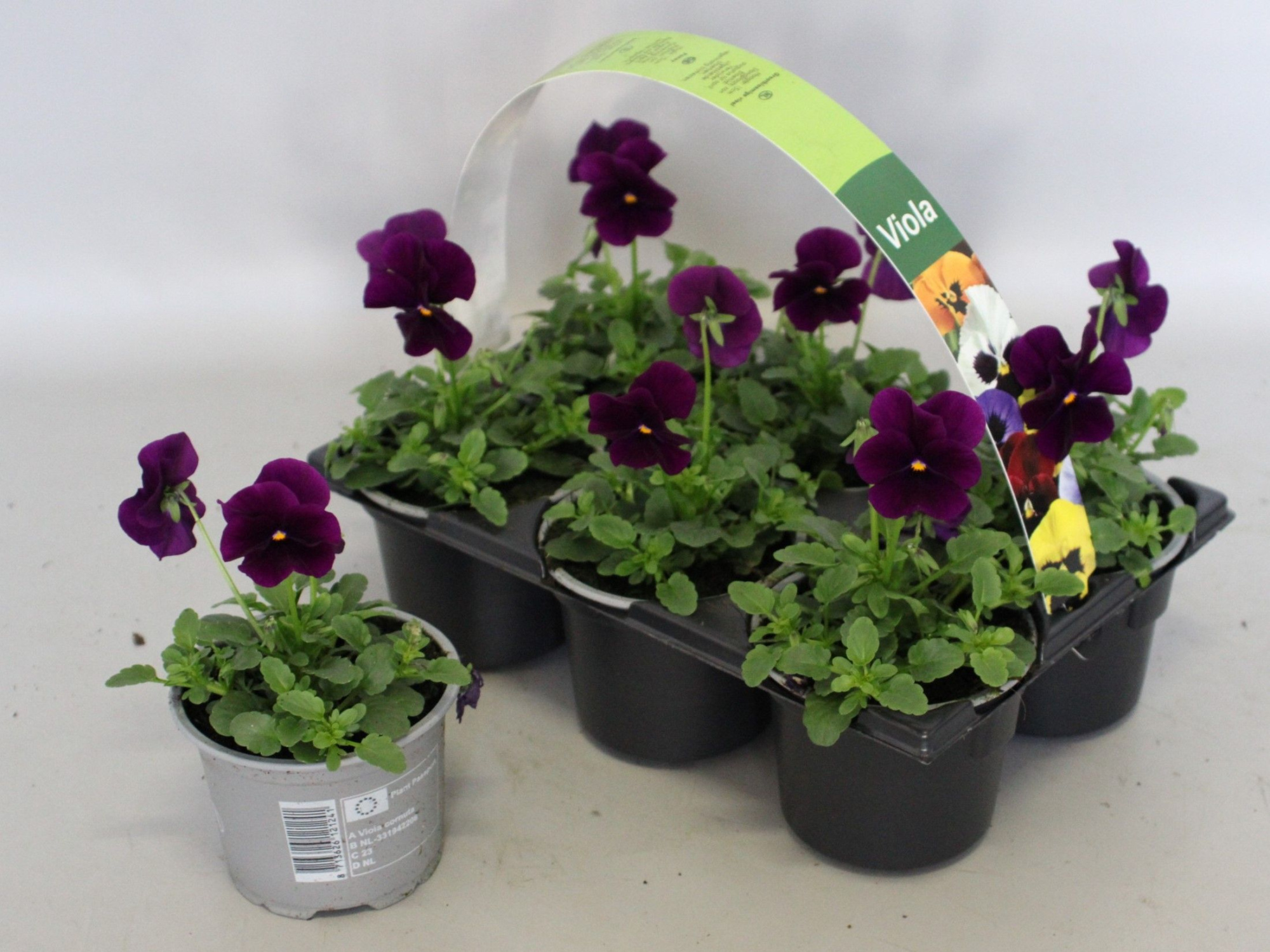Viola cornuta 6-pack 9cm Violet, D 9 cm