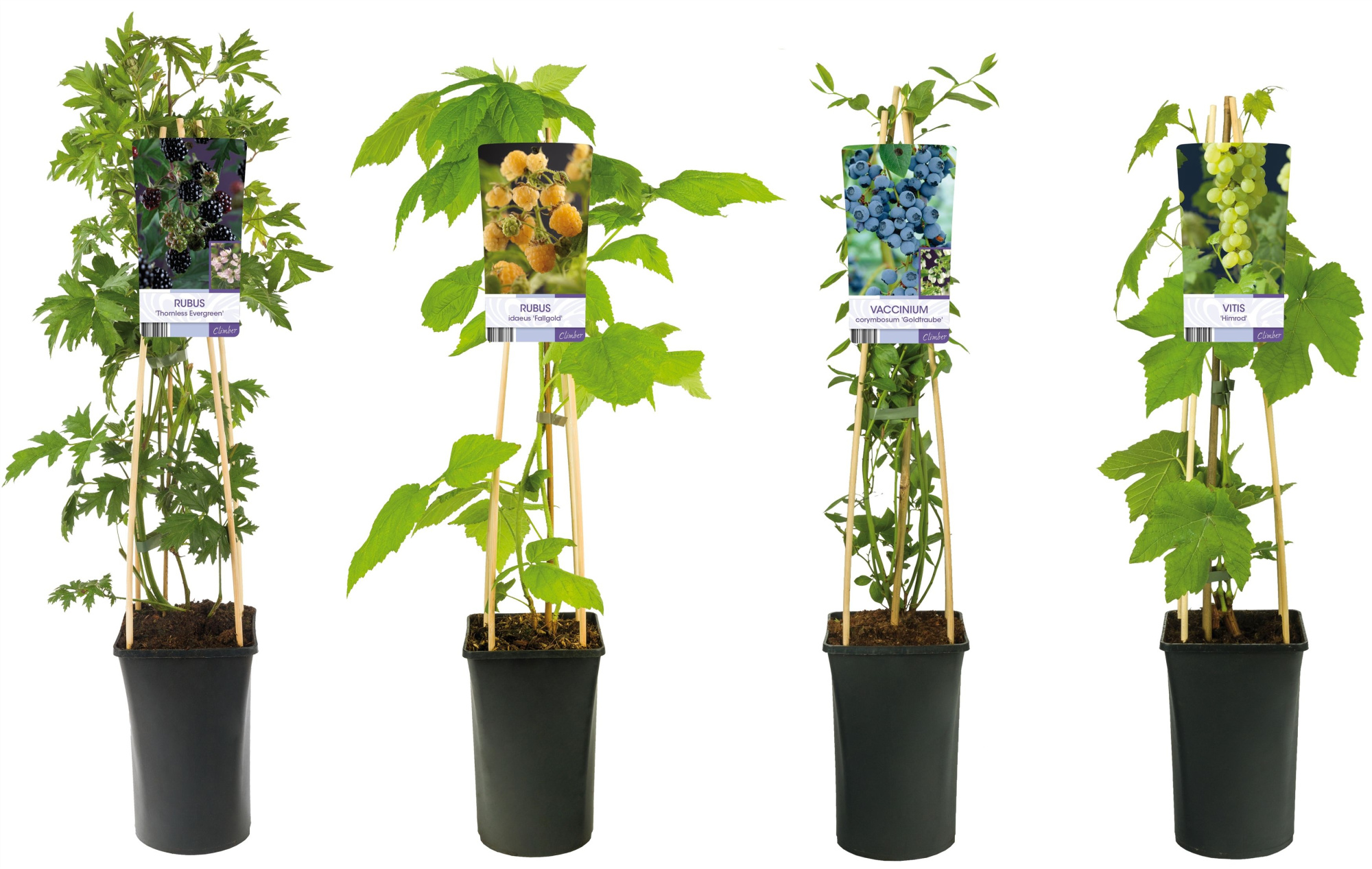 Mix CC Fruit +light label, D 17 cm