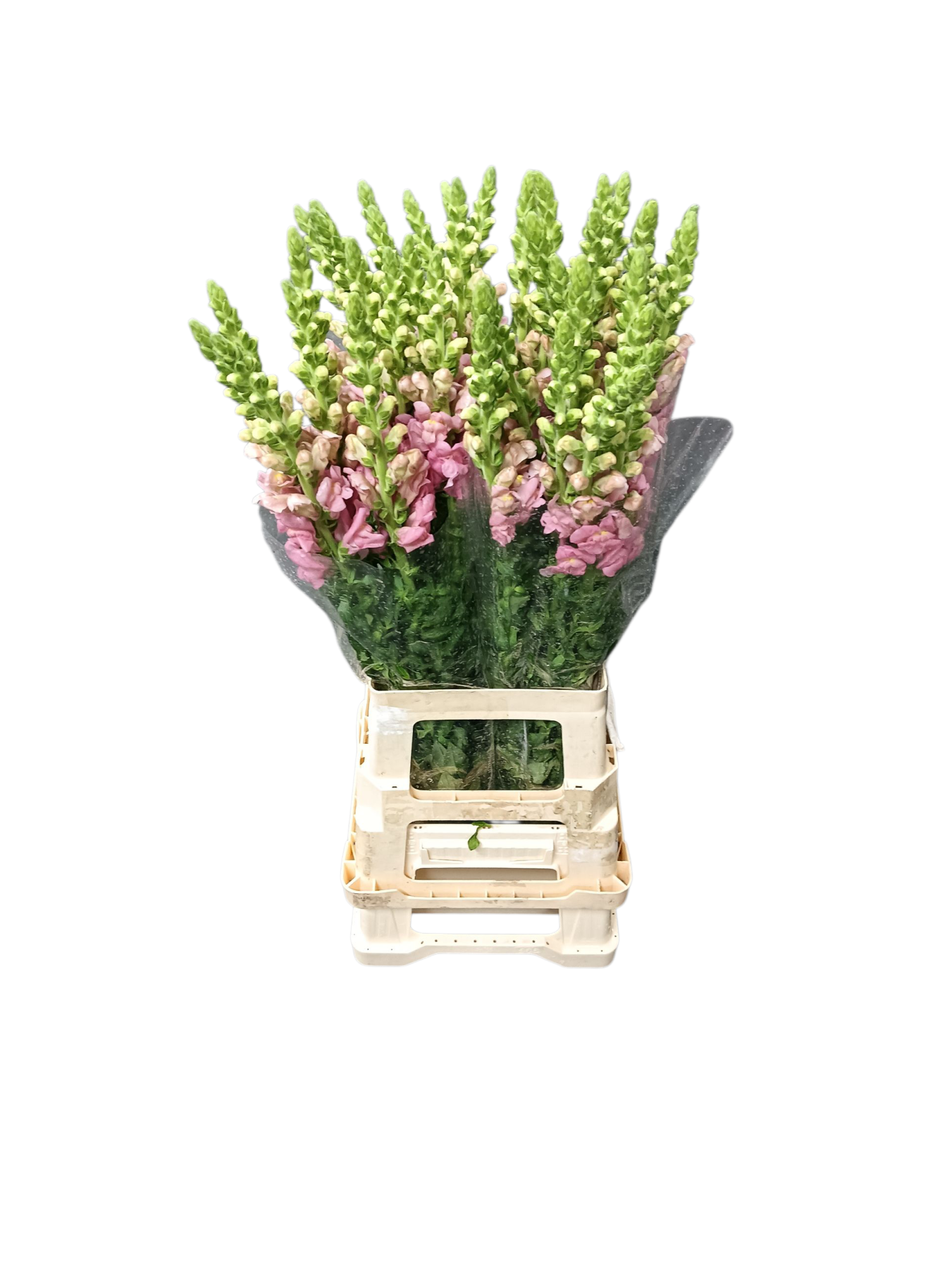 Антирринум Потомак Эрли Пинк (светло-роз.), шт.