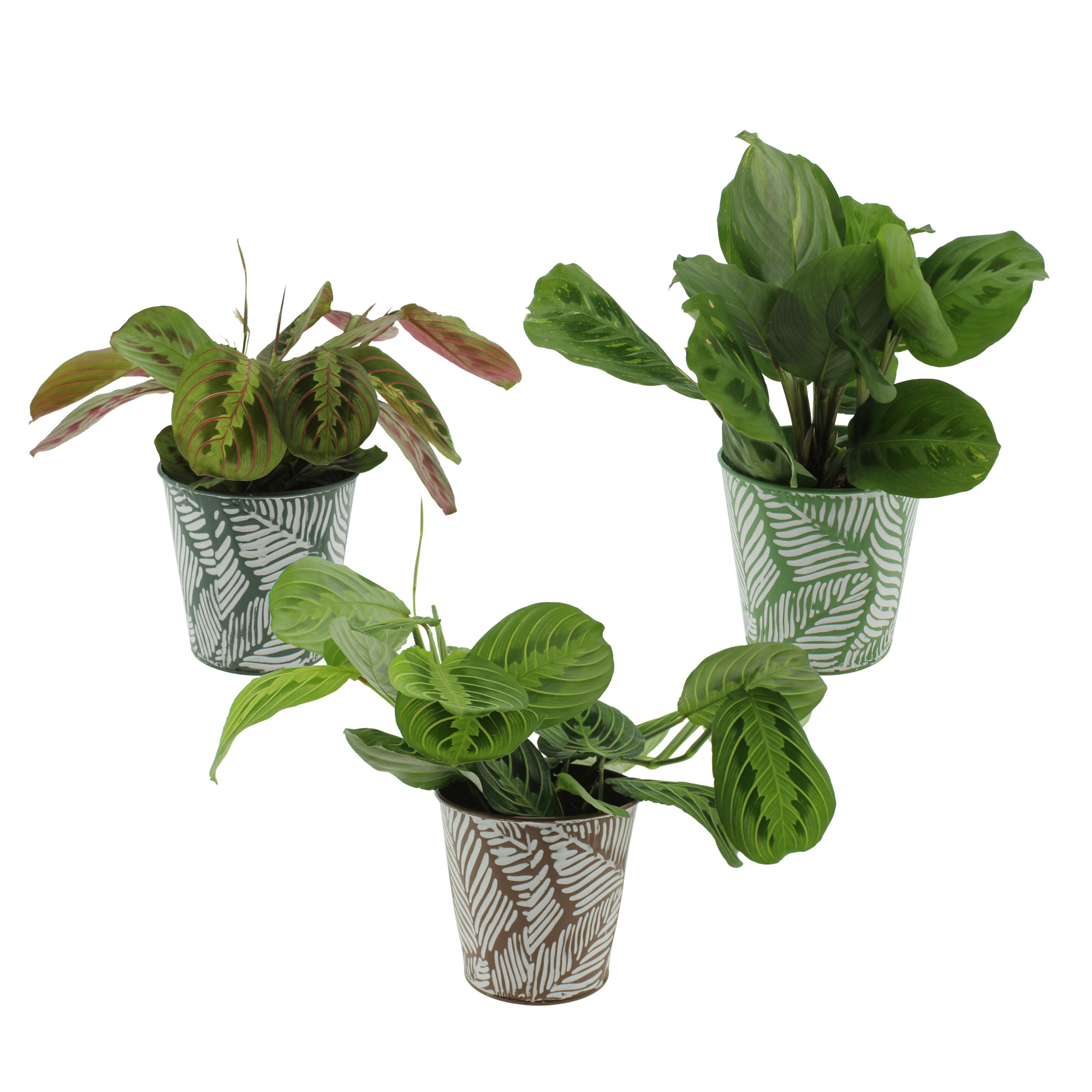 Marantha 3 soorten in sierpot zink 3 kleuren, D 12 cm