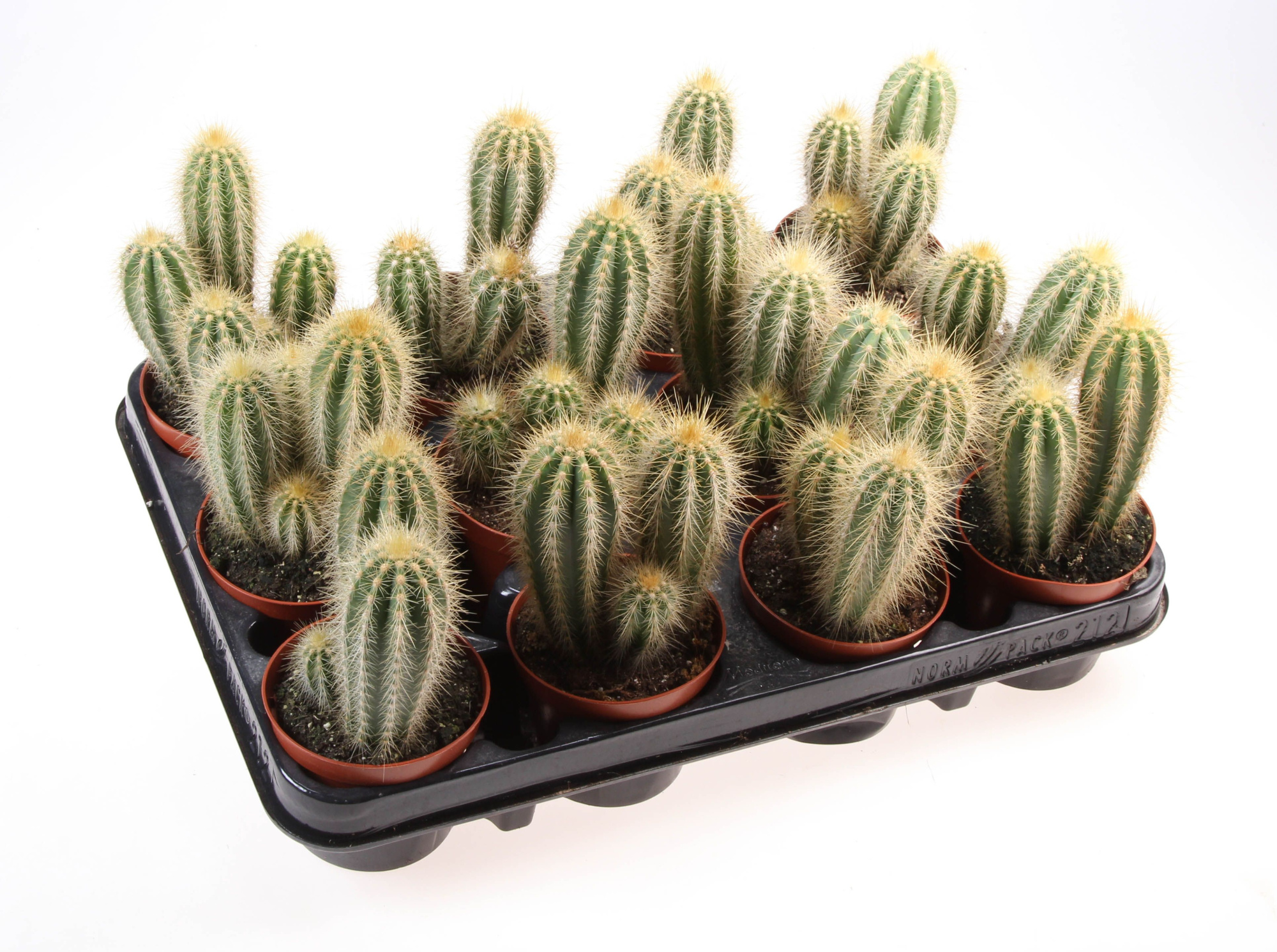 Pilosocereus odilensis, D 8,5 cm