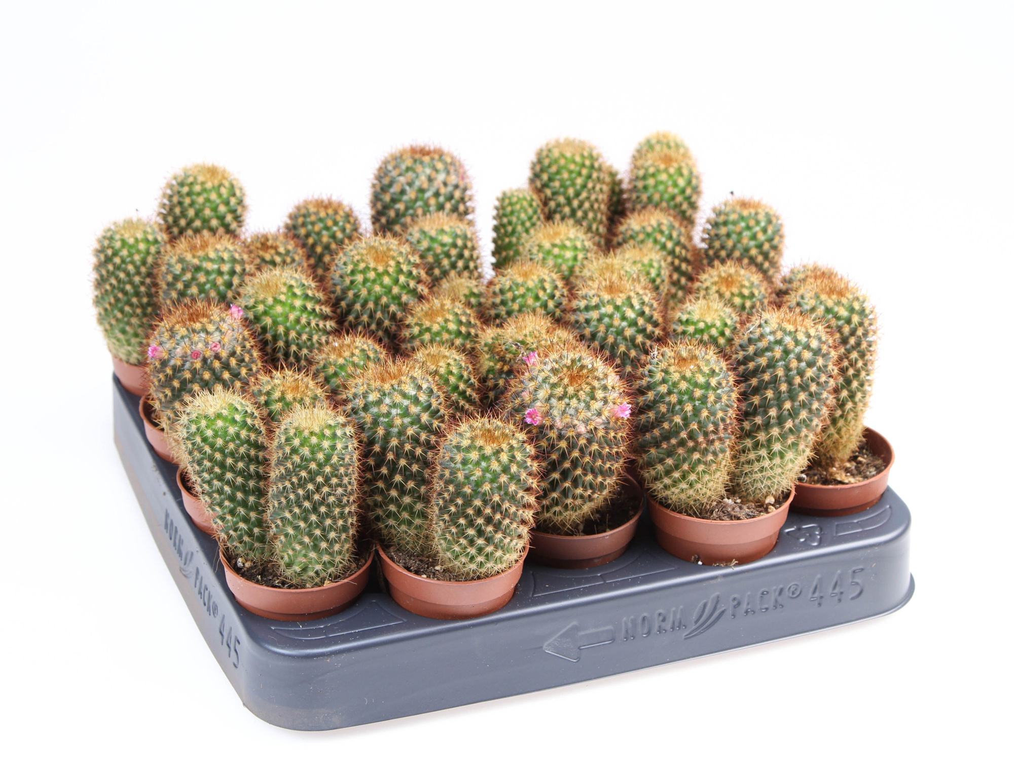 Mammillaria colombiana, D 5,5