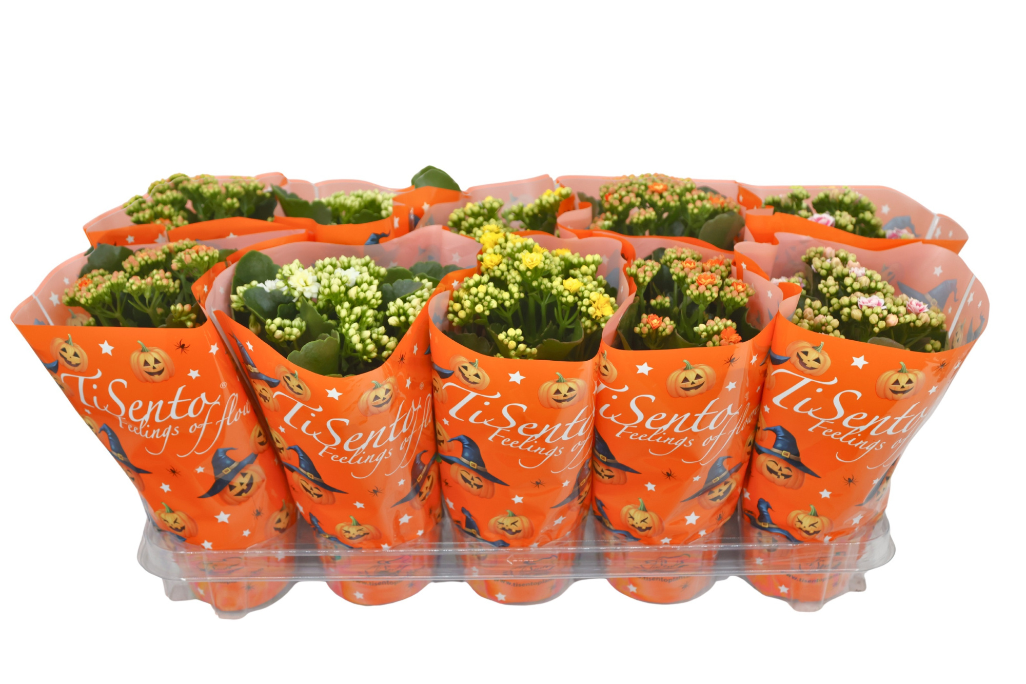 Calandiva 12 cm Mix Halloween Spooky flame, D 12