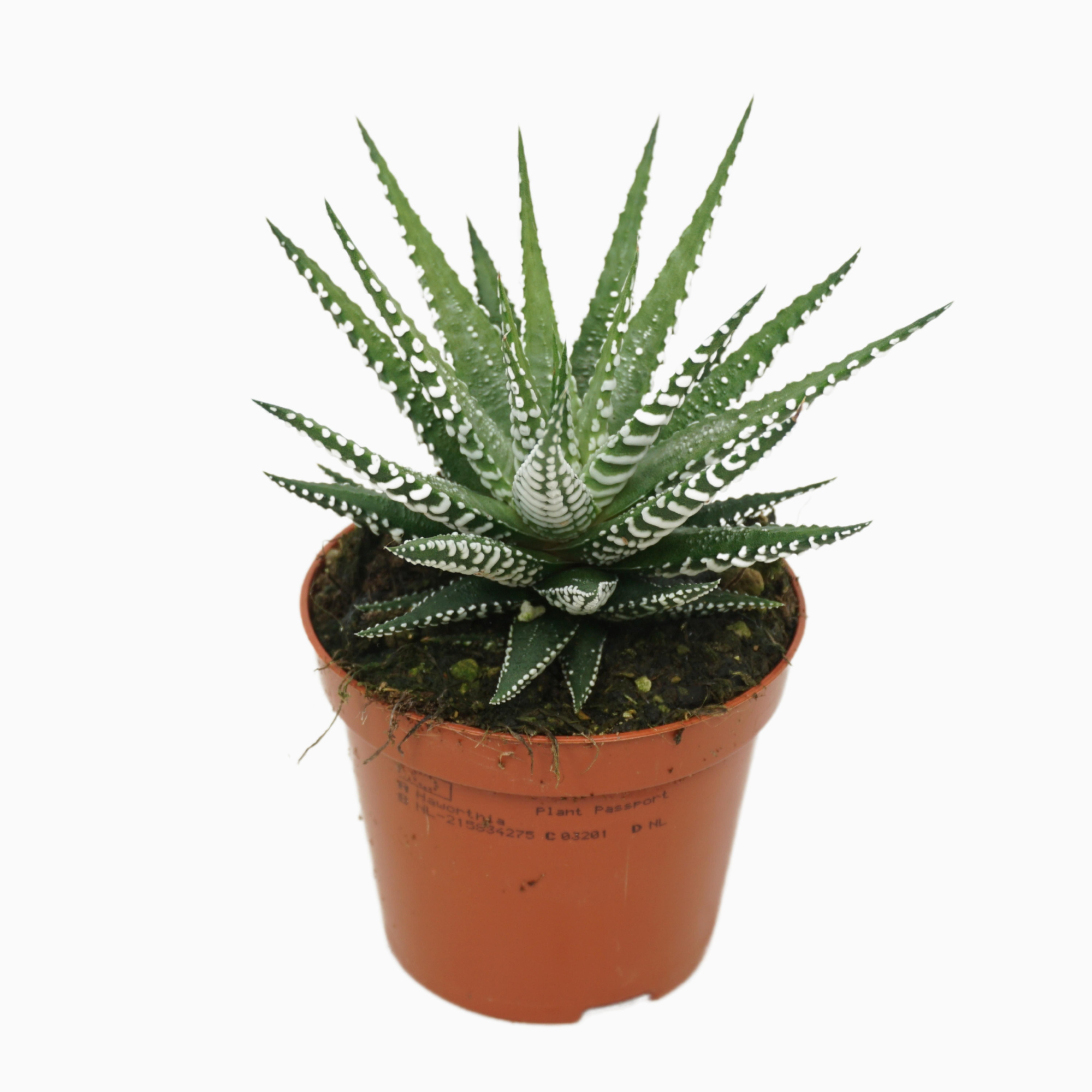Haworthia fasciata 'big band' 8,5 cm met etiket, D 8,5 cm