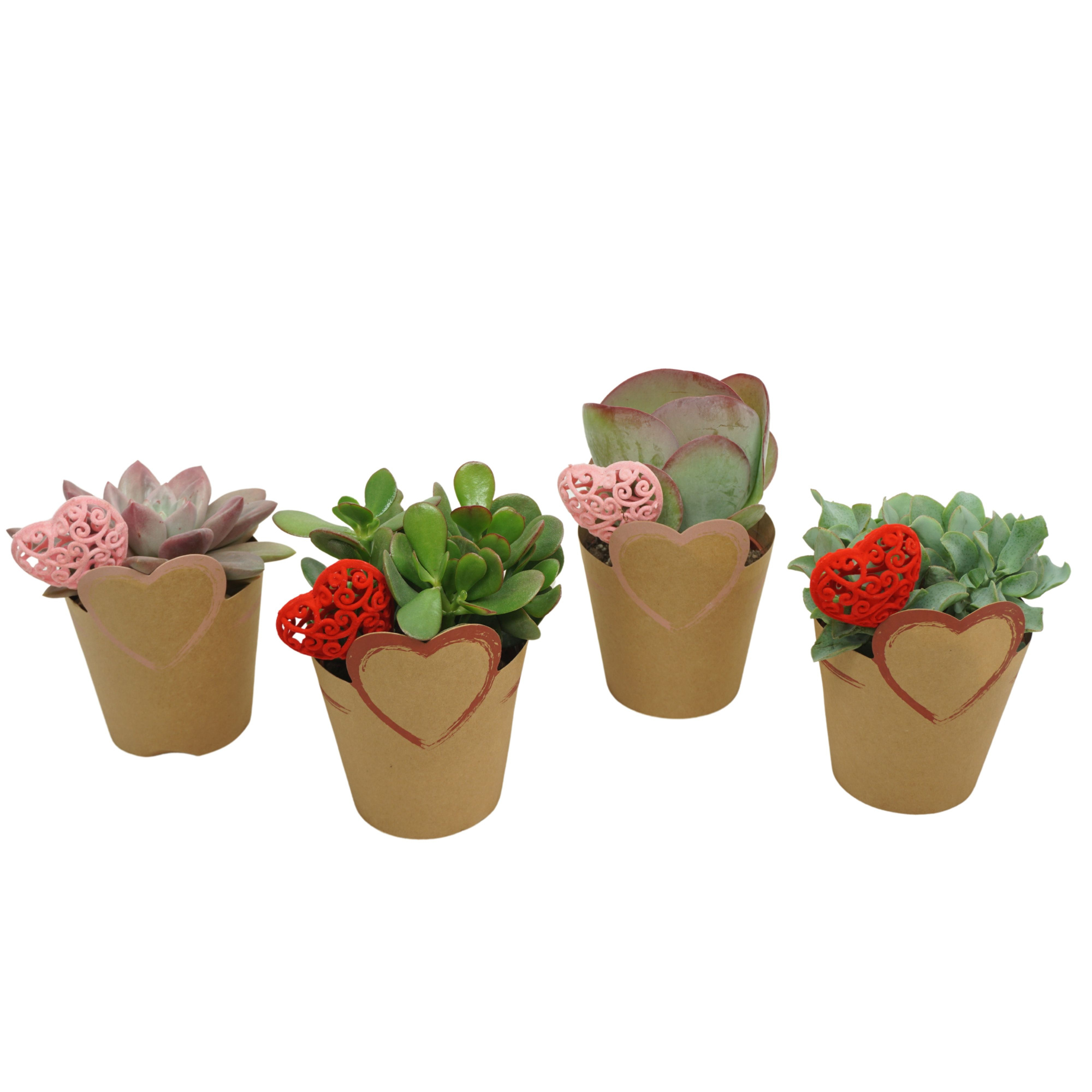 Succulenten mix 10,5 cm in 'Valentine potcover' met steker, D 10,5 cm