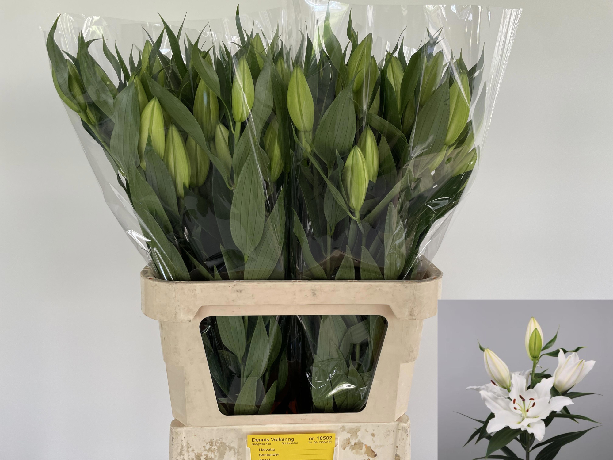 Лилия Аскот 80, шт.