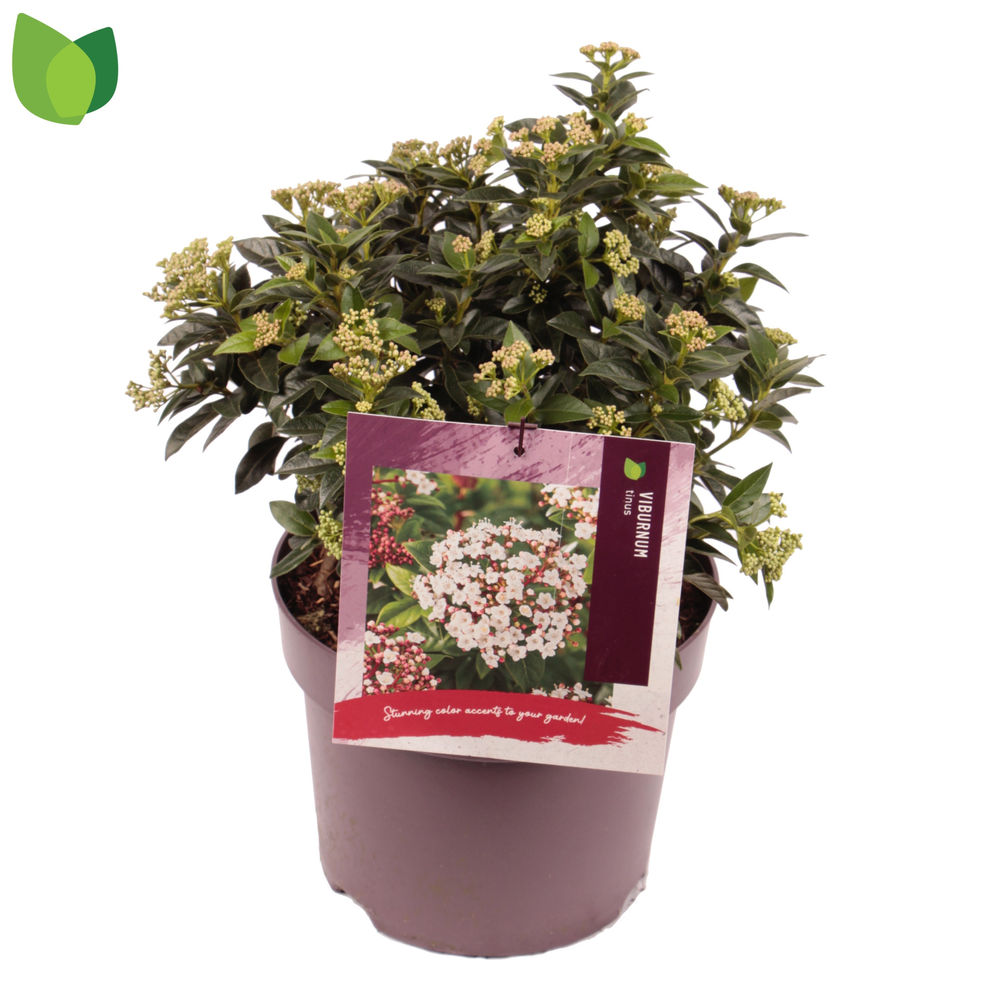 Viburnum tinus C7,5/P26, D 26