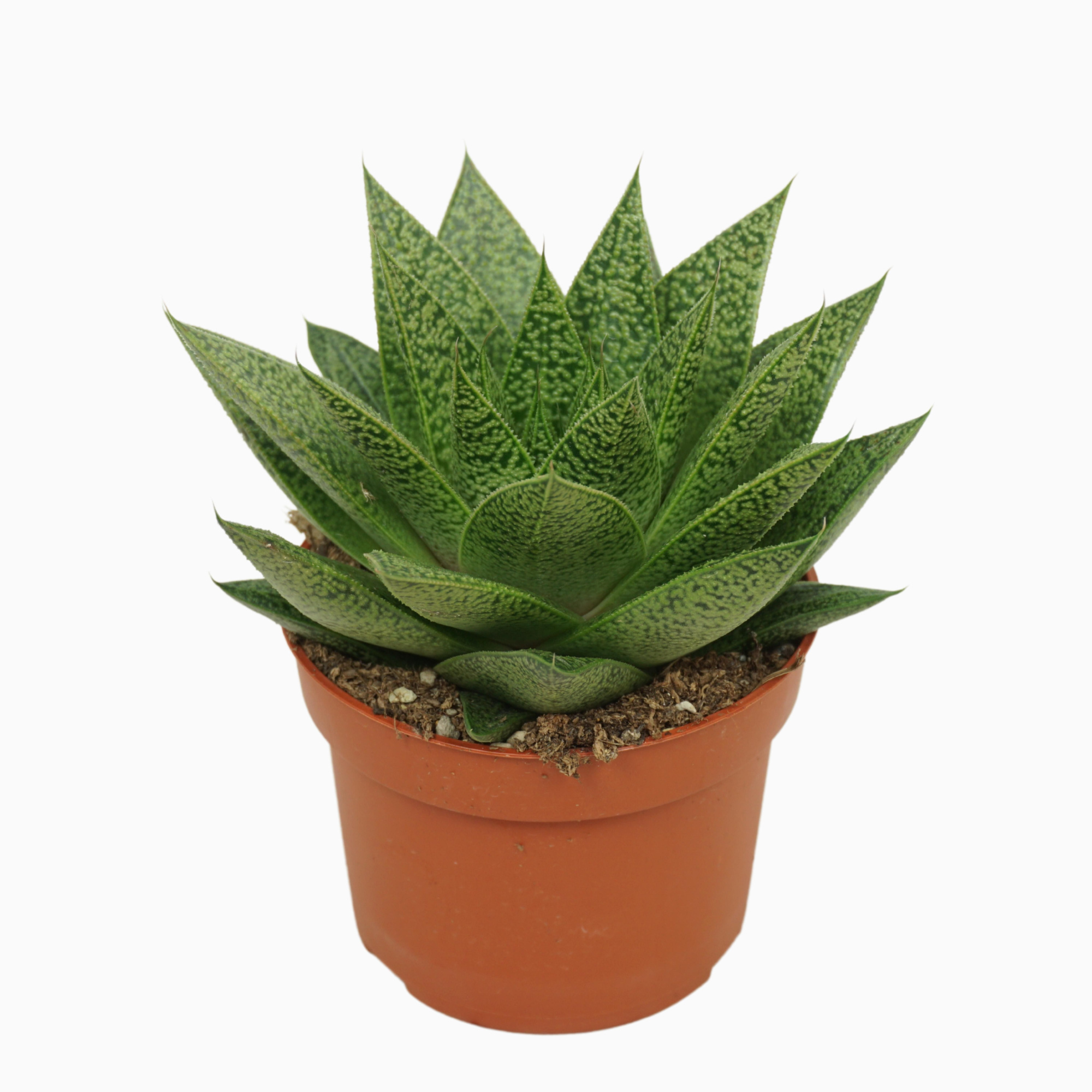 Gasteria d'tiga 10,5 cm, D 10,5 cm