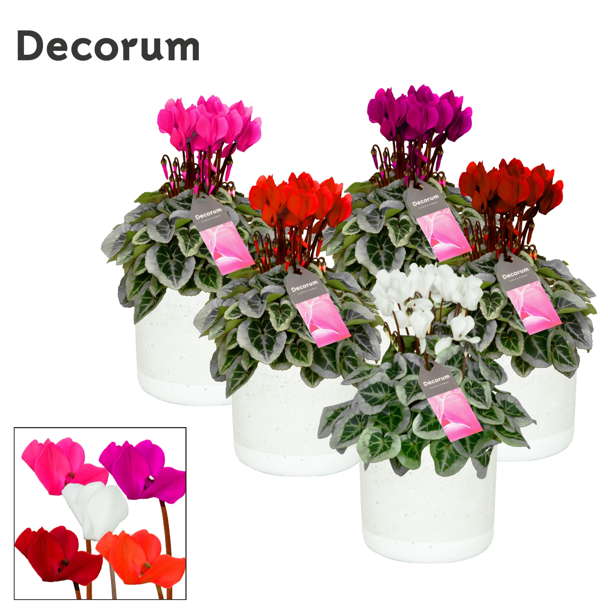 Cyclamen SS Picasso Mix Jade Decorum, D 14 cm