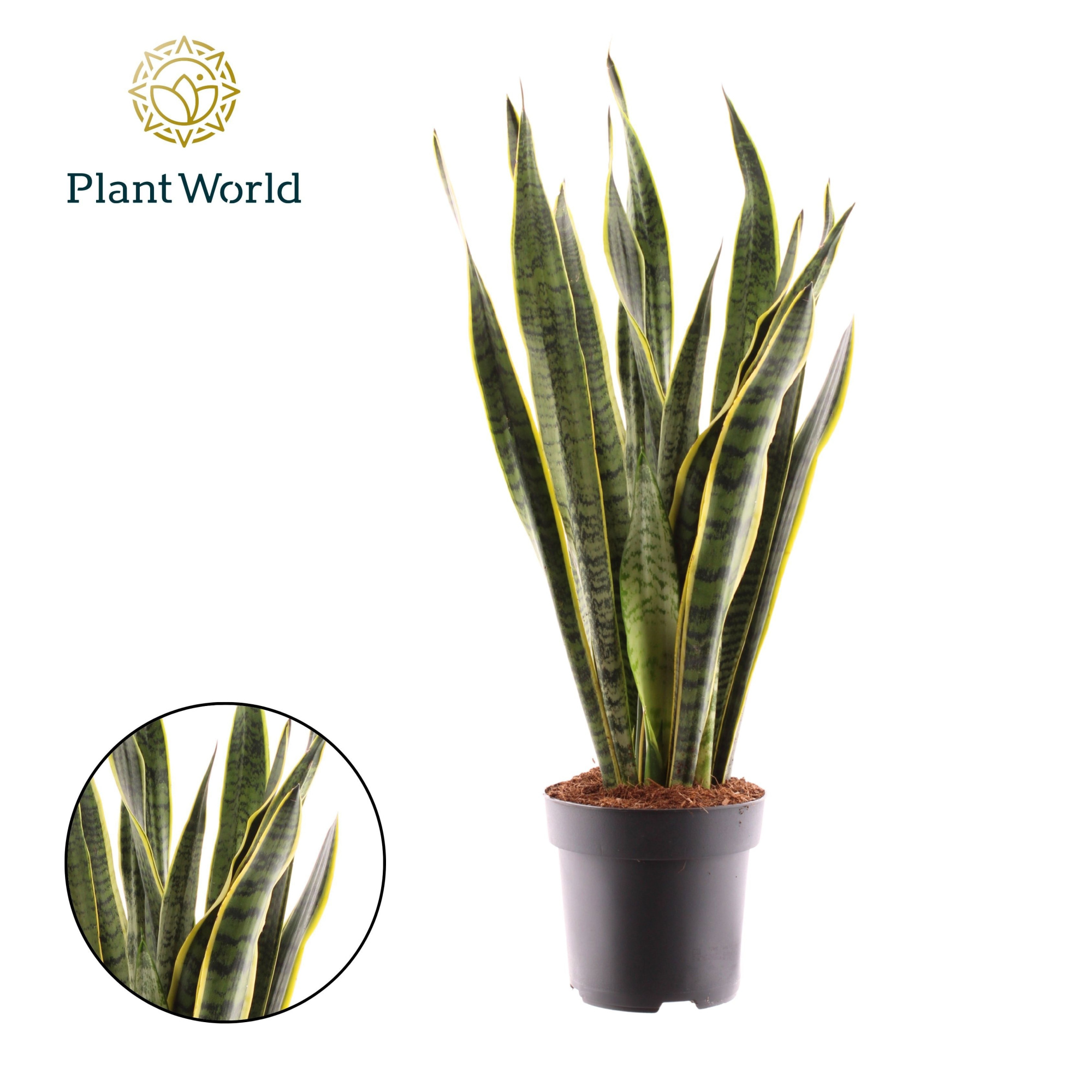 Sansevieria Laurentii, D 19 cm