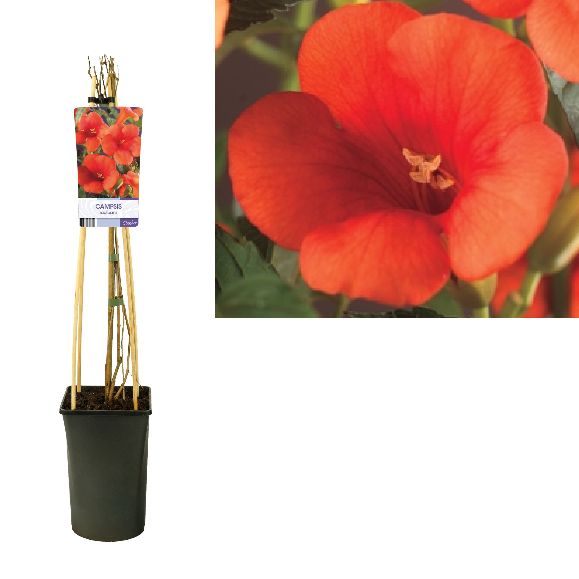Campsis radicans +light label, D 17 cm