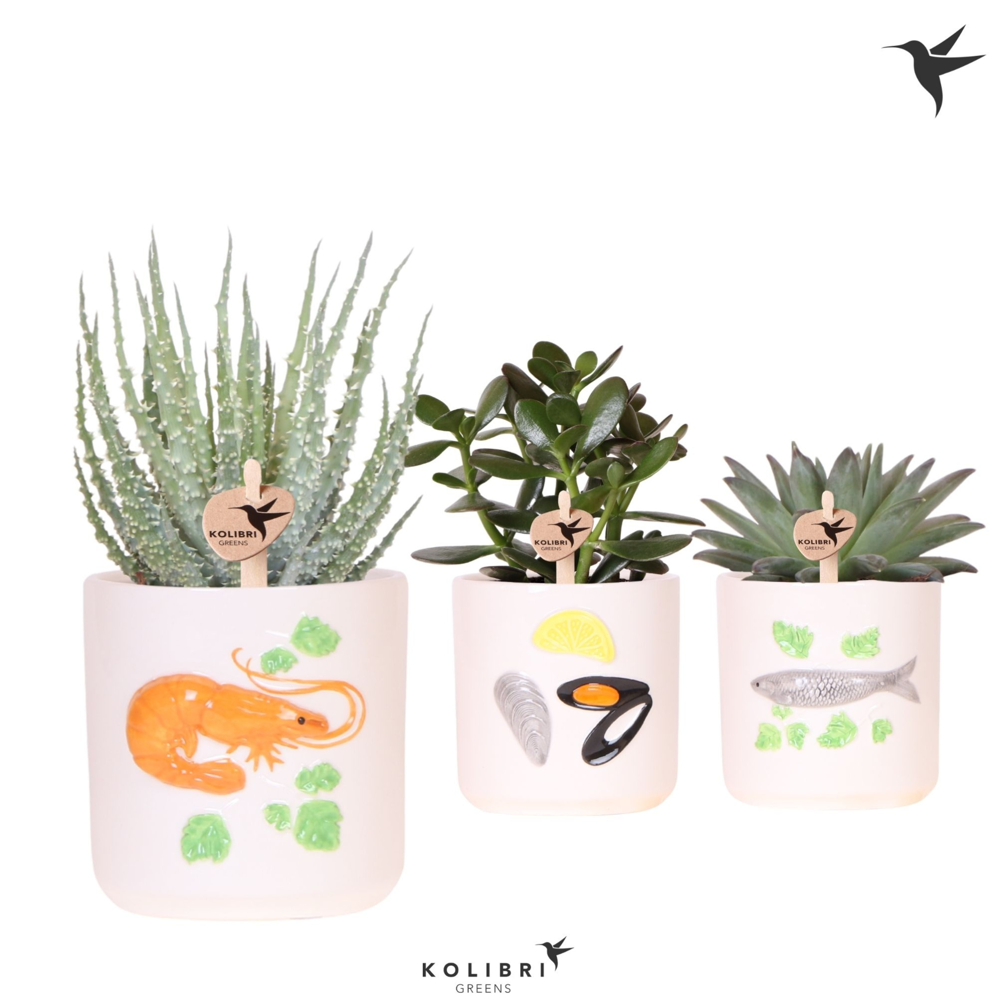 Kolibri Greens Succulenten mix in Fruits De Mer pot mix, D 9 cm