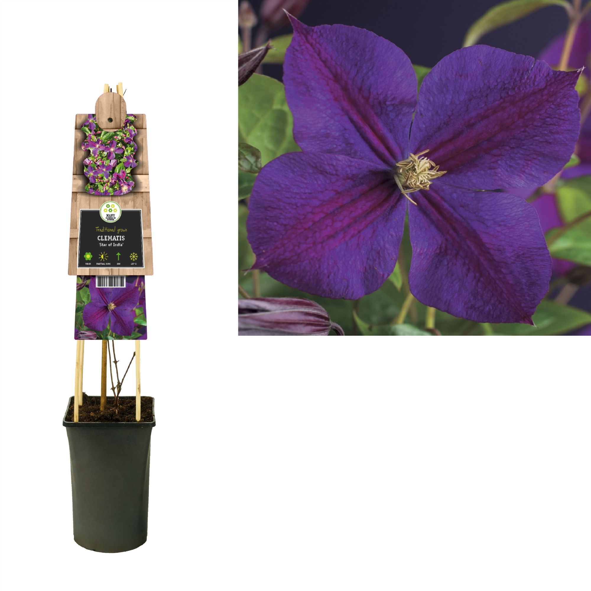 Clematis 'Star of India' +3.0 label, D 17 cm