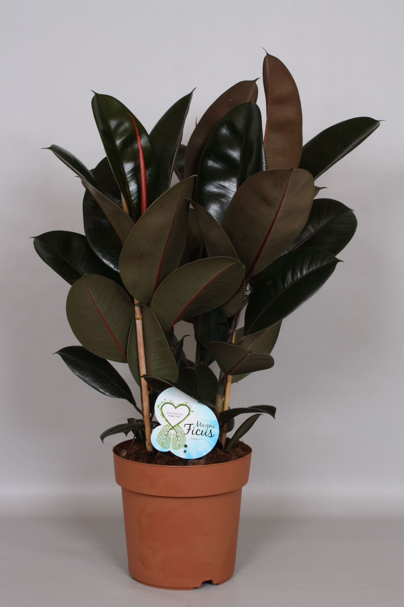 Ficus Abidjan Toef - Green4life, D 24 cm