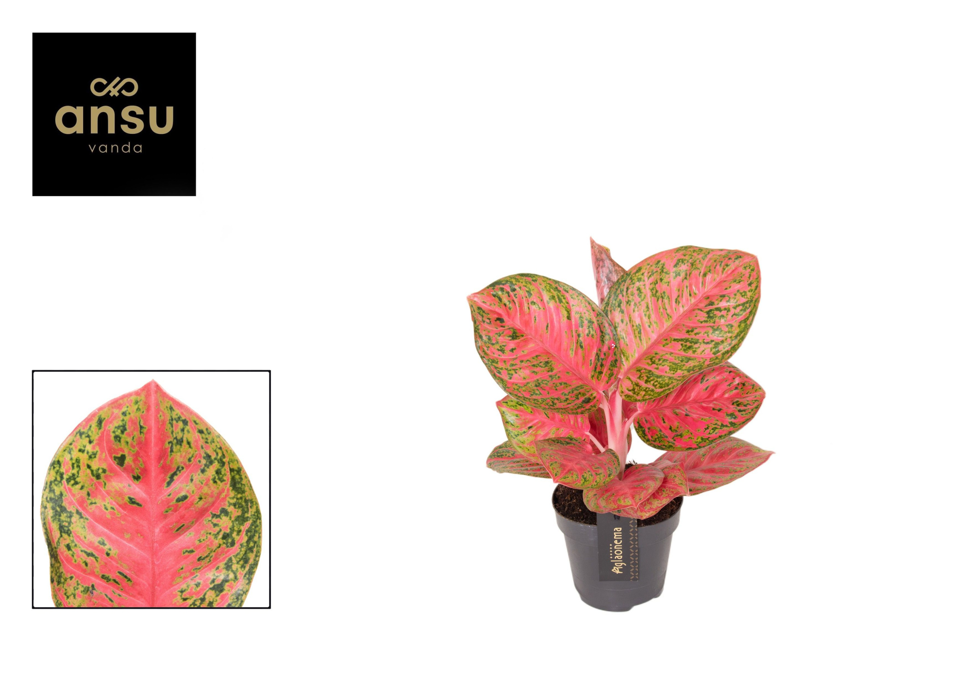 Aglaonema Red Balloon, D 12 cm