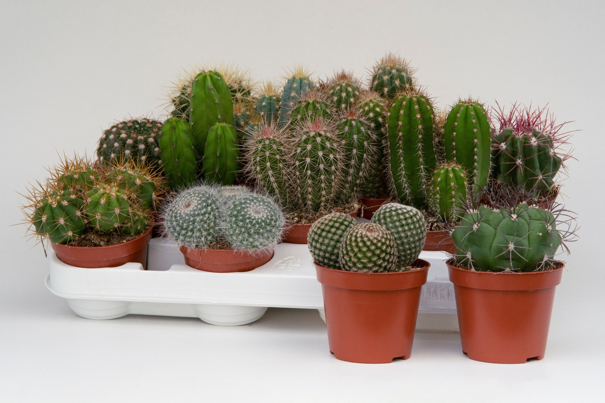 Cactus mix 8,5cm- 18 units tray, D 8,5 cm