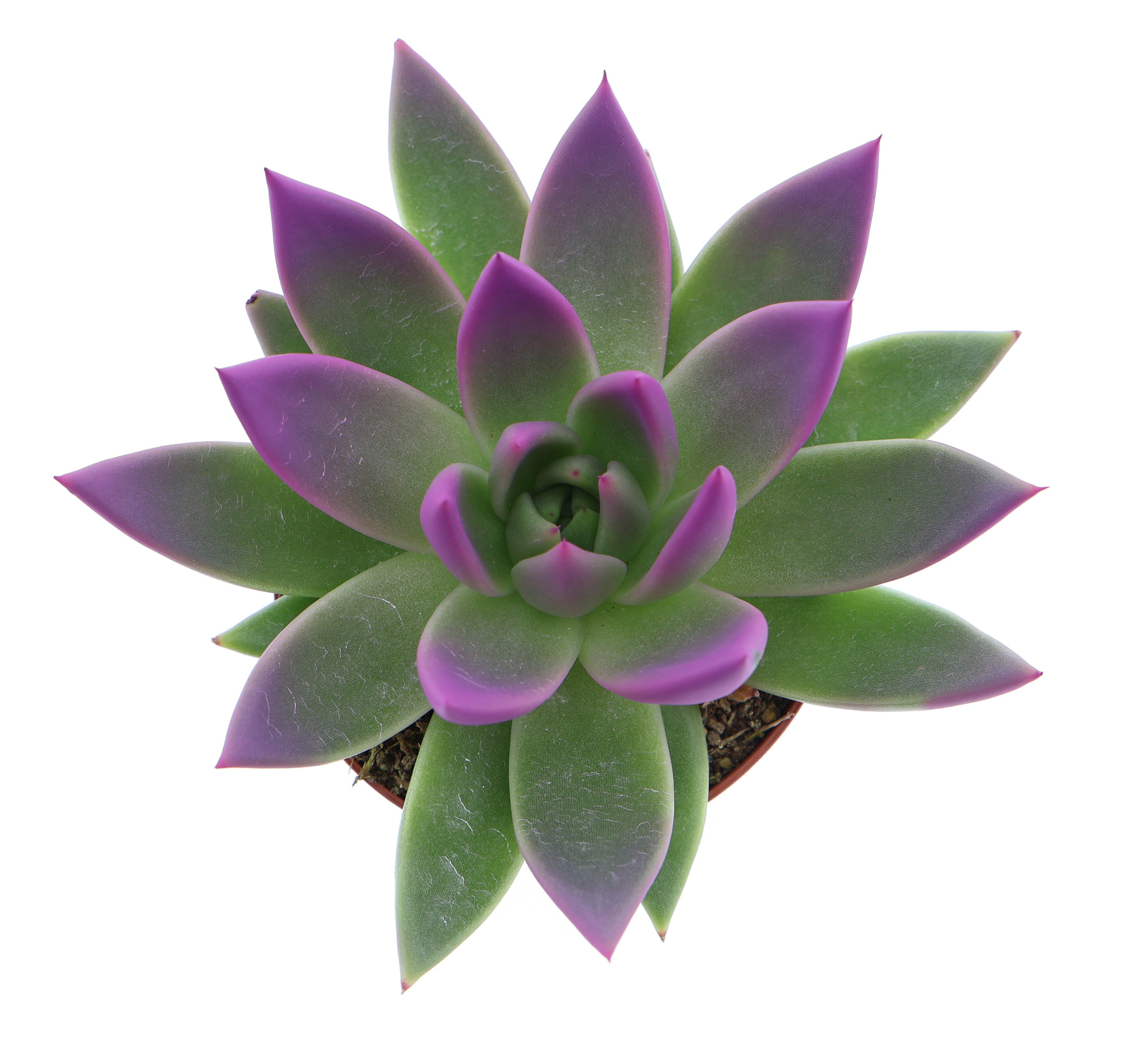 Miranda tips fuchsia, D 8,5 cm