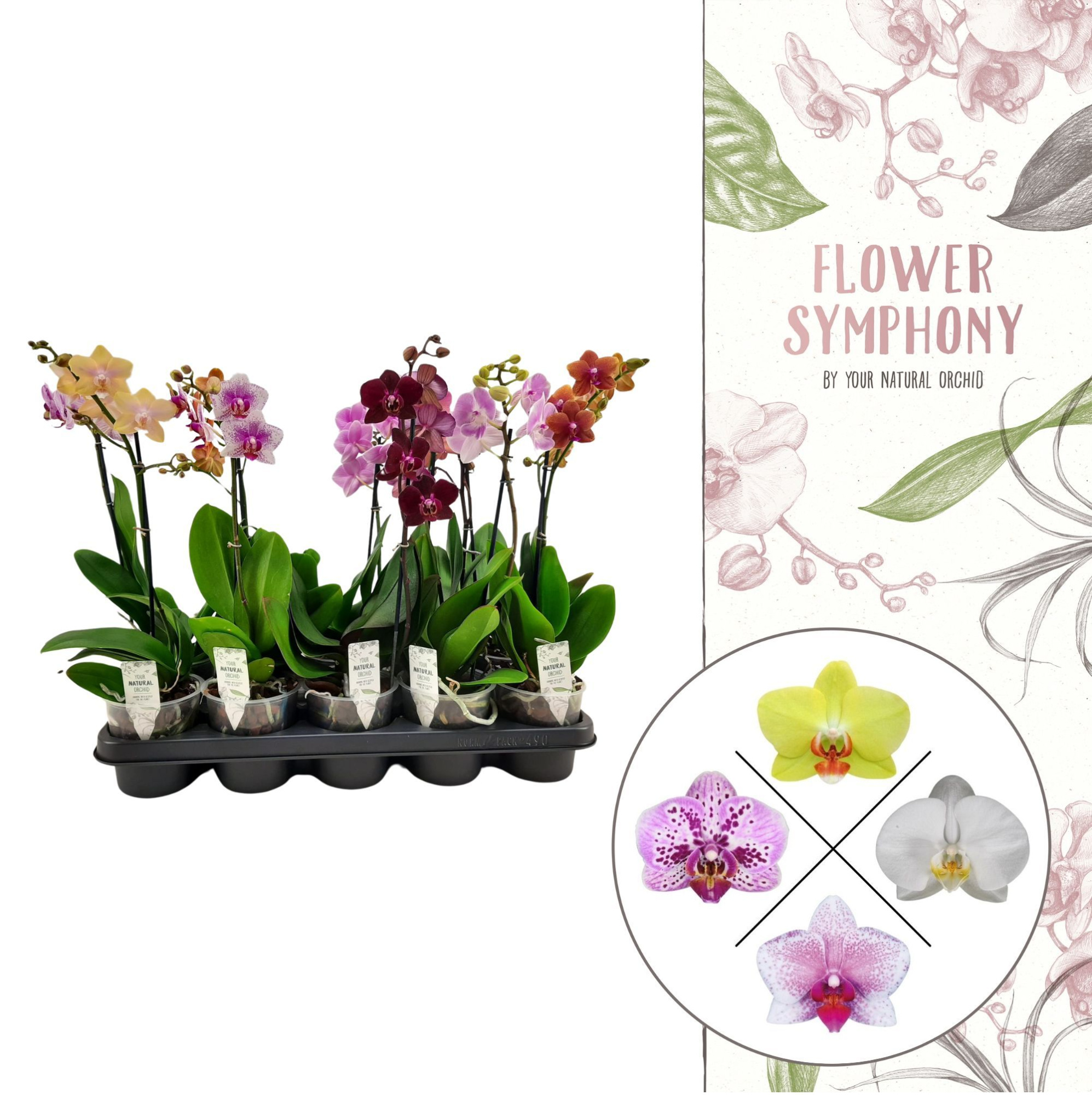 Flower Symphony | Mix | Phalaenopsis 1 spike, D 12 cm