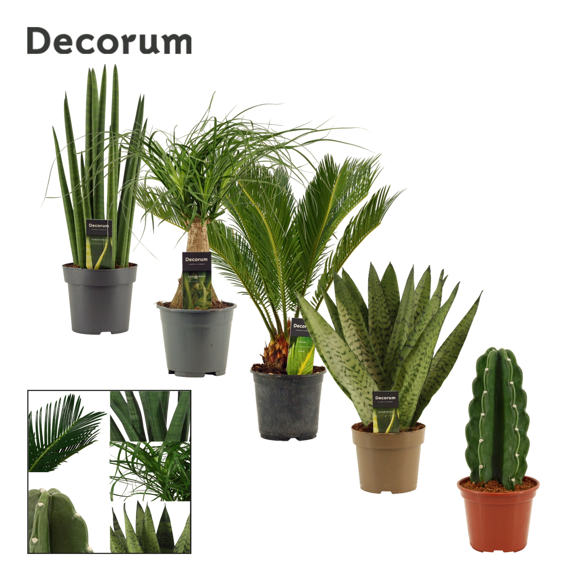 Groenmix 14 cm (Decorum), D 14 cm