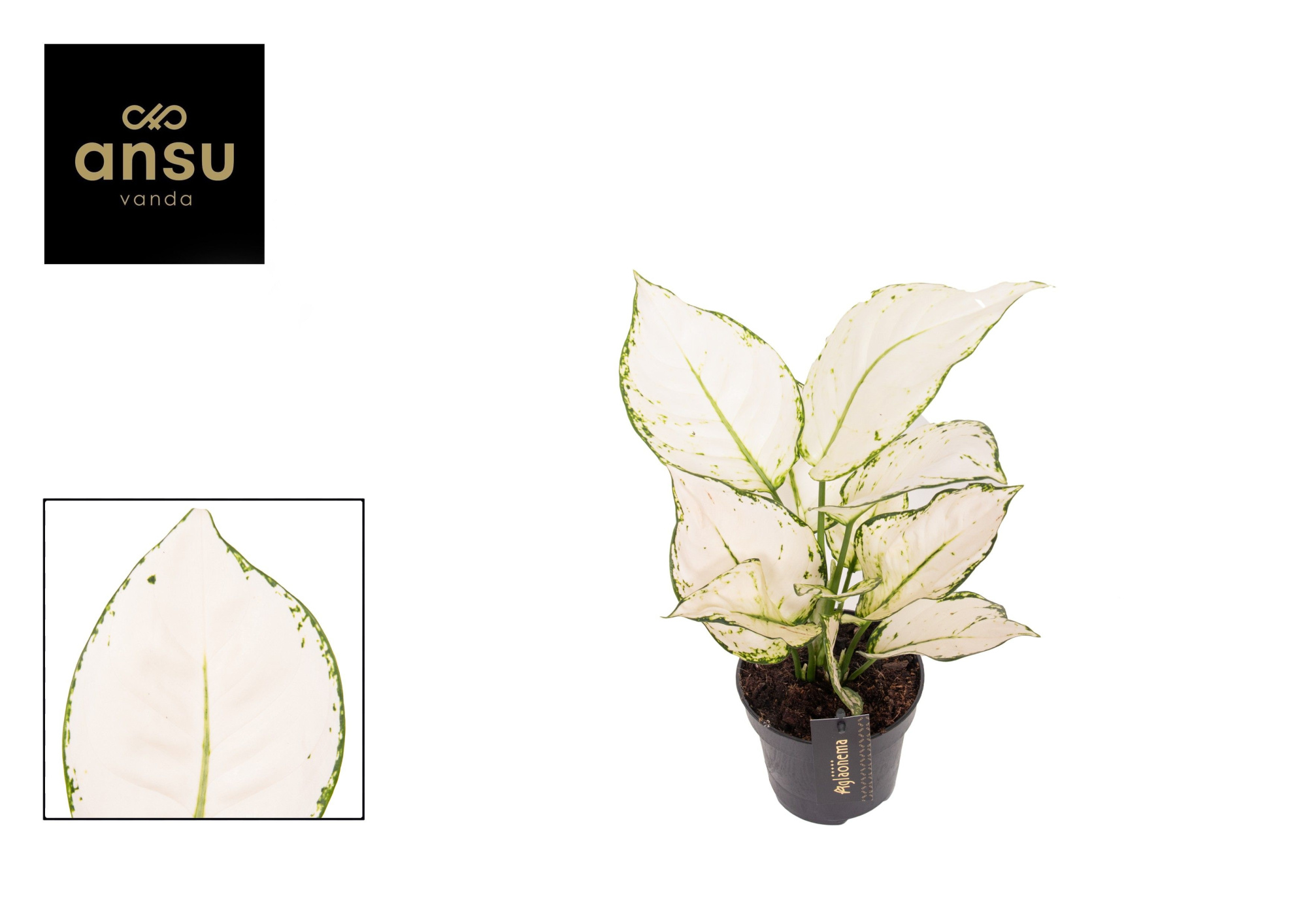Aglaonema White Joy, D 12 cm