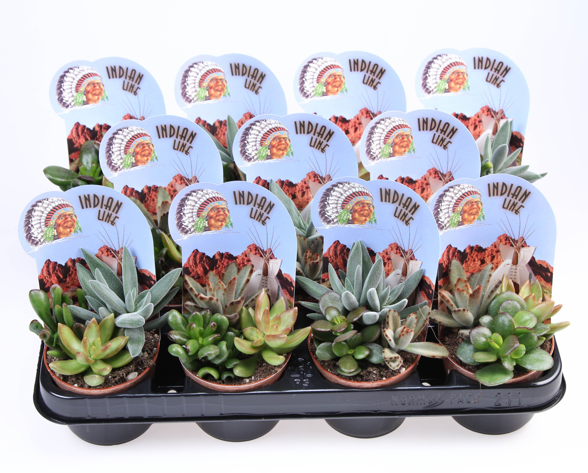 potcover indian line succulent trio, D 8,5 cm